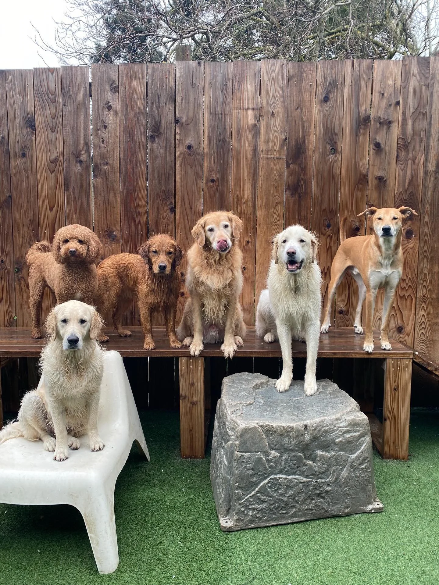 Soggy pups and full hearts ☔️💙🐾🌧️

#mpalberta #motherpupper #pdx