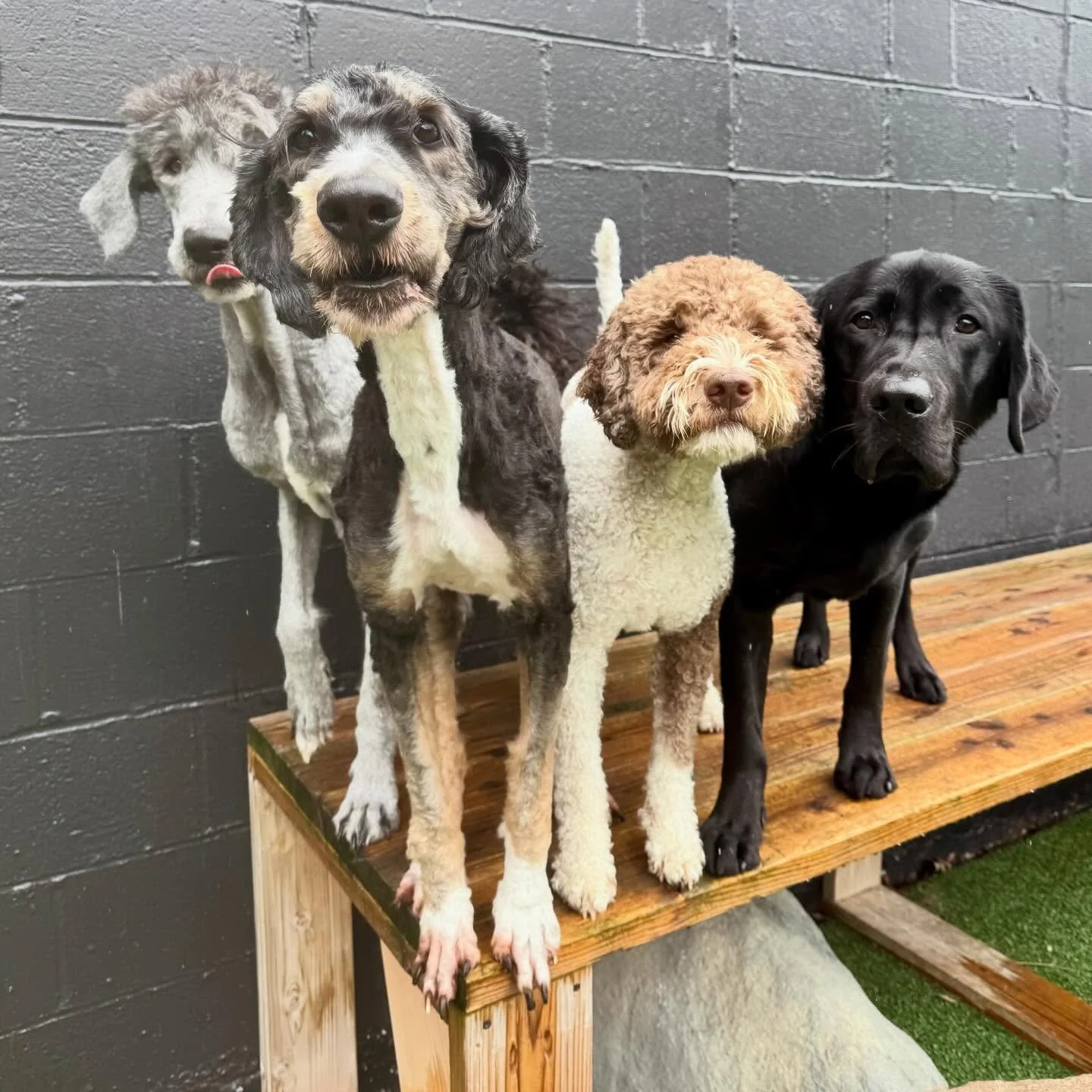 bestest pupper pals in all the land ✨