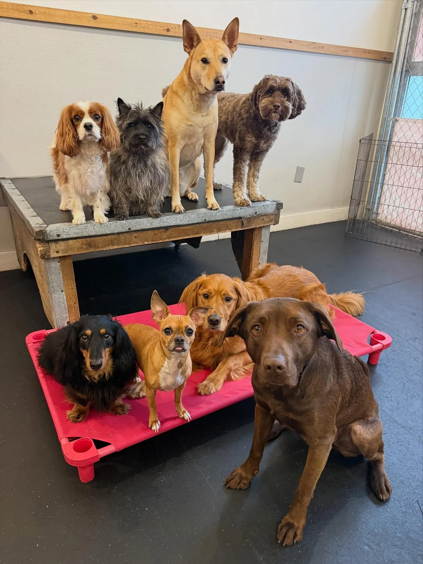 Come rain or shine these pups are here to pawty🌈🌧️🎉

#mpalberta #motherpupper #pdx