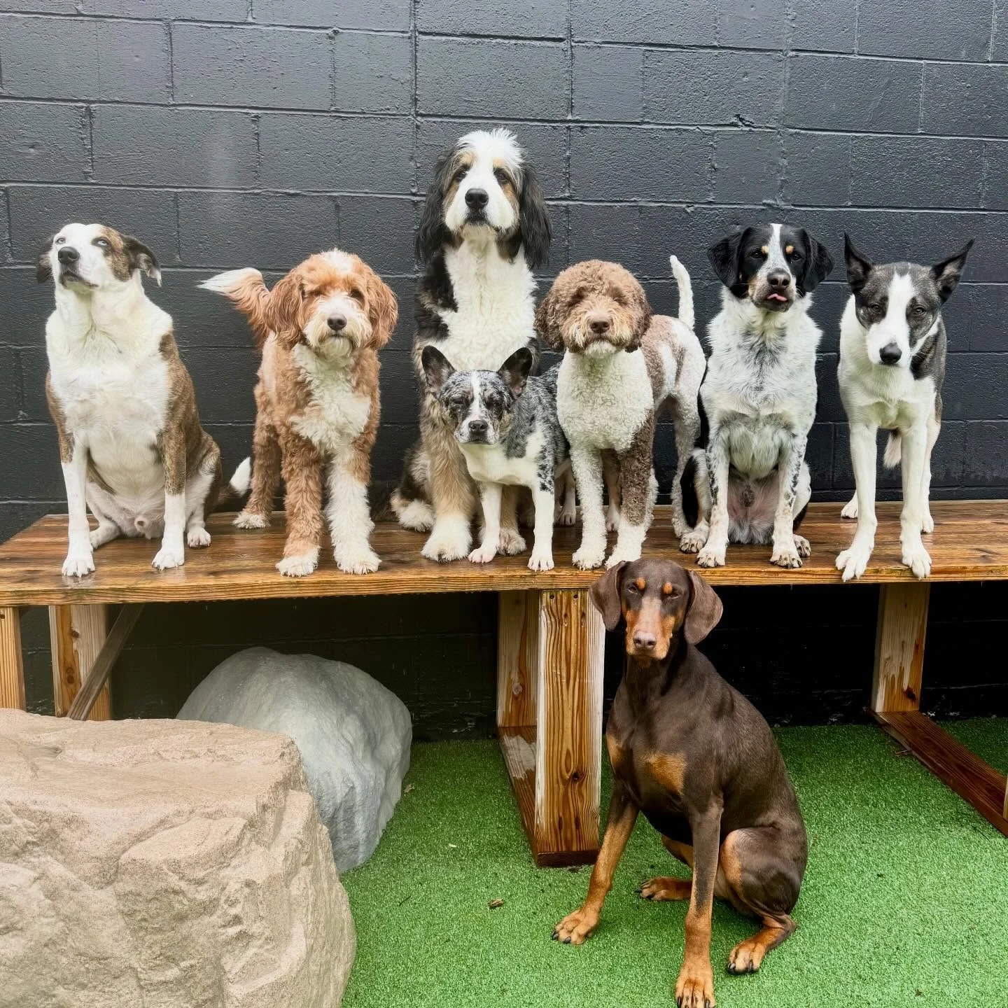 rain can&rsquo;t ruin our fun! these pups bring the party 🎉