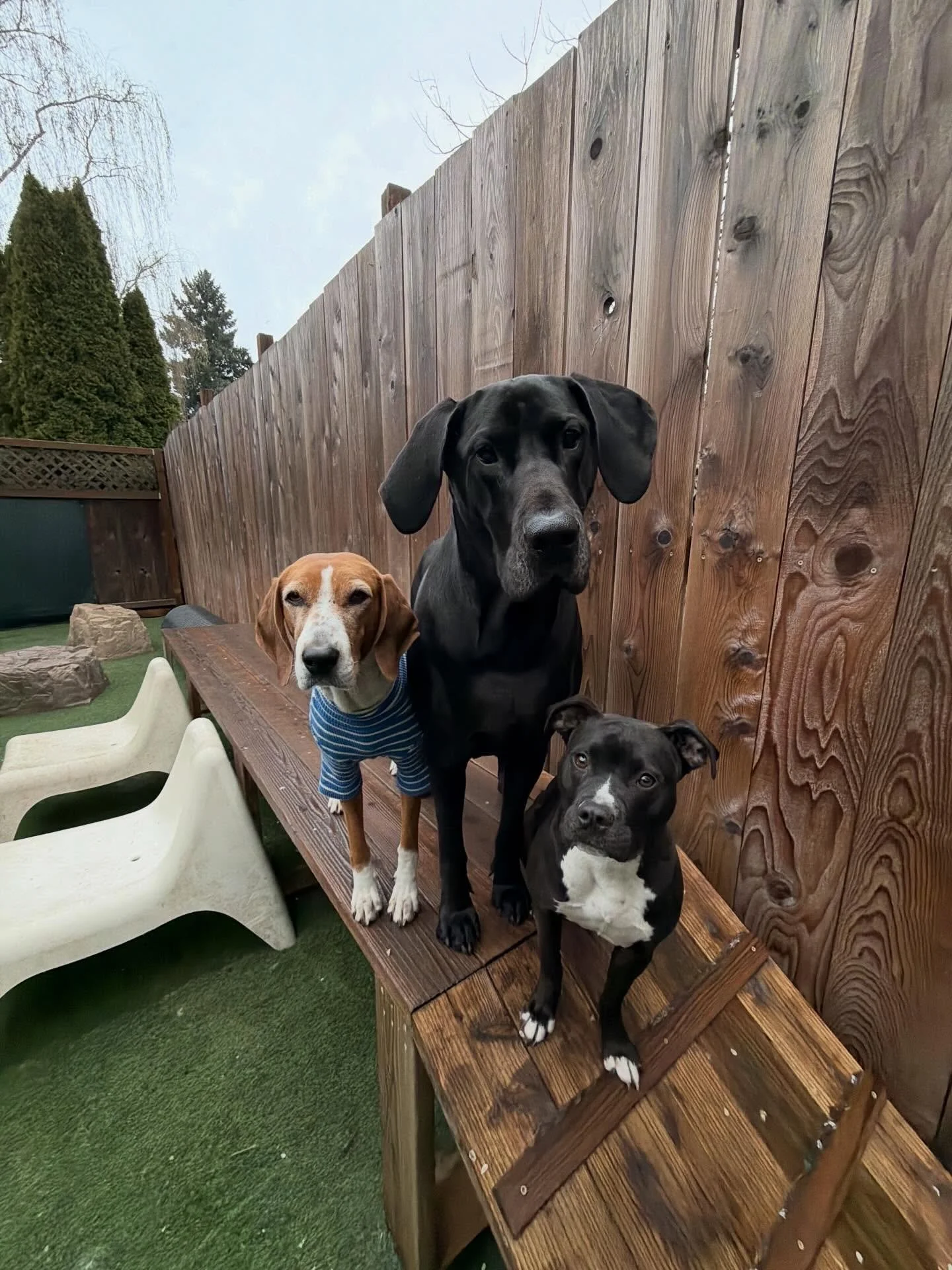 We love fur-iday&rsquo;s here at mp💞✨🐾

#mpalberta #motherpupper #dogdaycare