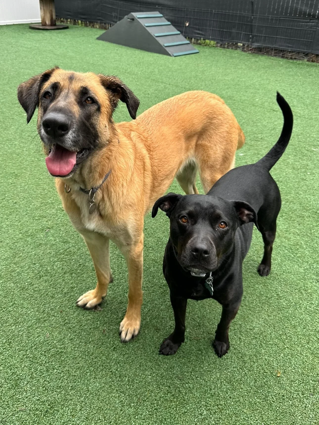 It&rsquo;s Friday and we&rsquo;re in LOVE with these pups! 🐾🌟💖🐶 #mpkenton #motherpupper #pdx #enrichment