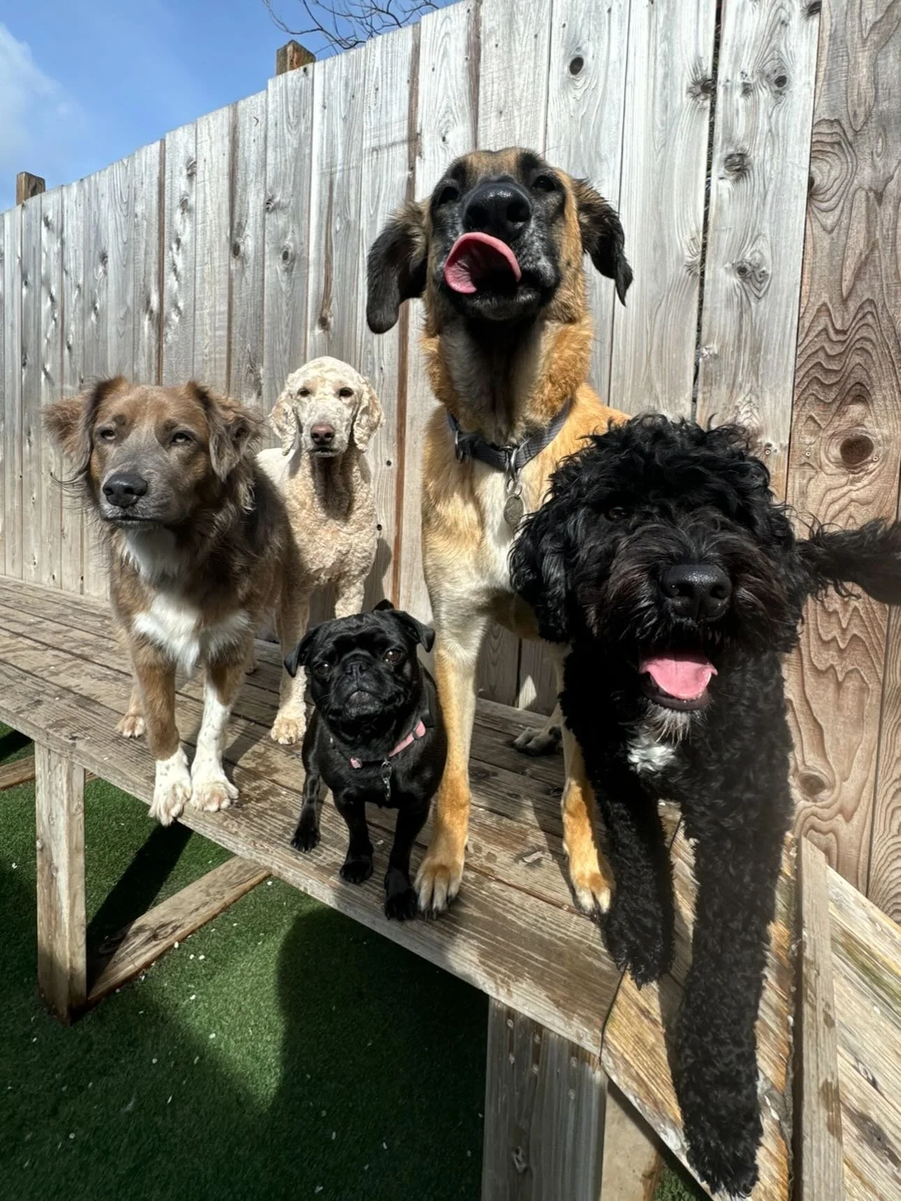 Suns out pups out! ☀️🐾💖🐶 #mpalberta #motherpupper #pdx #enrichment #puppysocial