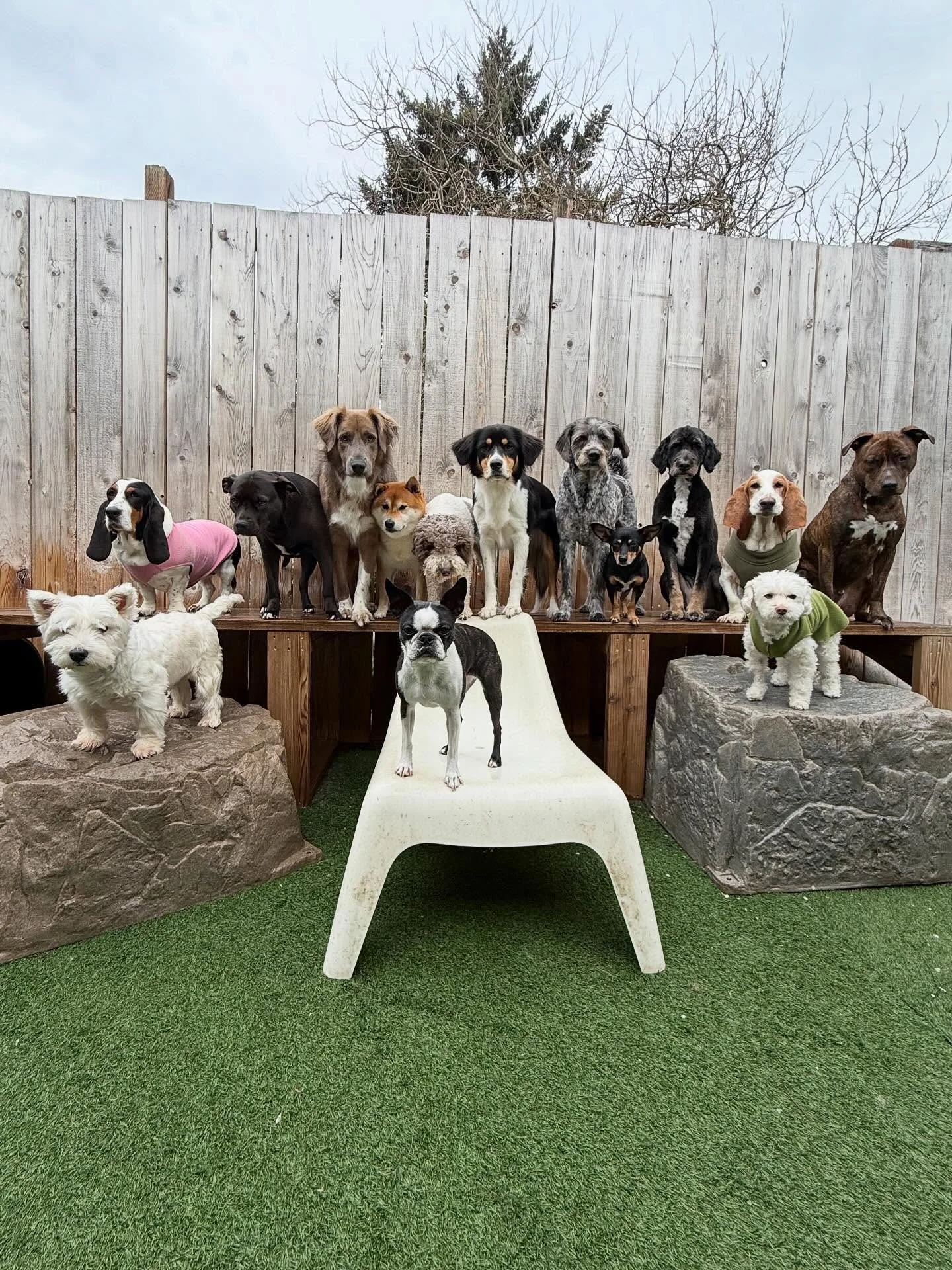 Our pups are actually part time models in case you didn&rsquo;t know 💅🏼💁&zwj;♀️🤩

#mpalberta #motherpupper @pdx