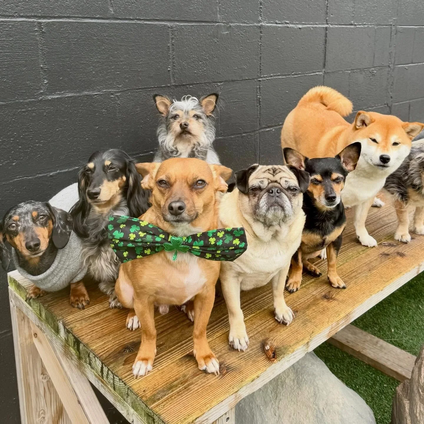 ☘️🇮🇪 these lucky little leprechauns are wishing you a happy St. Patrick&rsquo;s day! 🇮🇪☘️