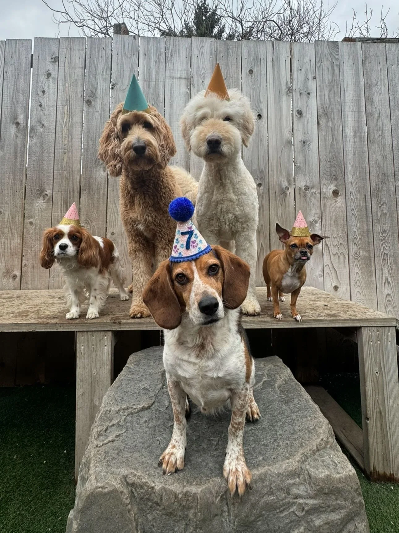 Happy belated birthday to Mr. Timber! Thanks for being apart of our pack buddy! 🎉🐾🐶 #mpalberta #motherpupper #pdx #doggydaycare