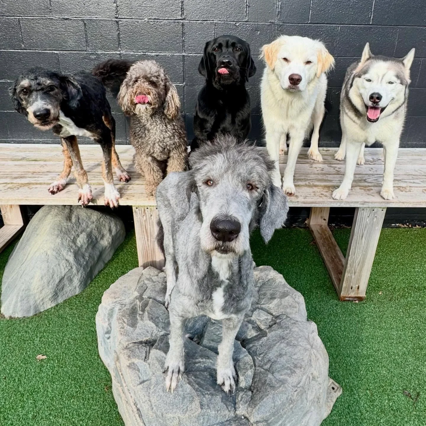 party puppers always make Wednesdays fun 🤩