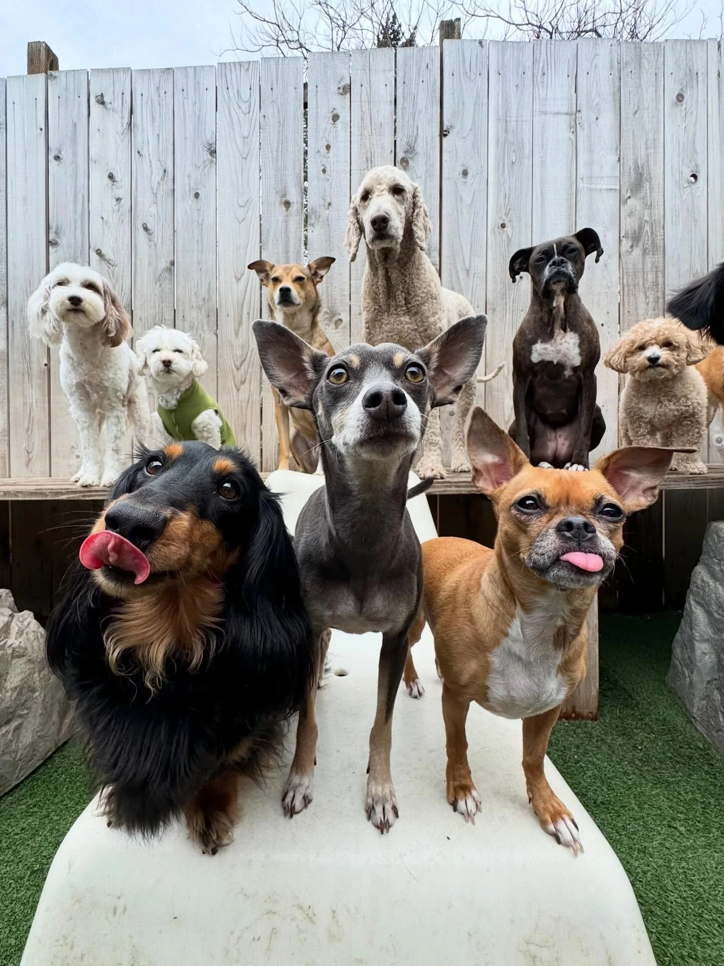 A perfect pupper party! 🥳💖🐾

#mpalberta #motherpupper #pdx #doggydaycare