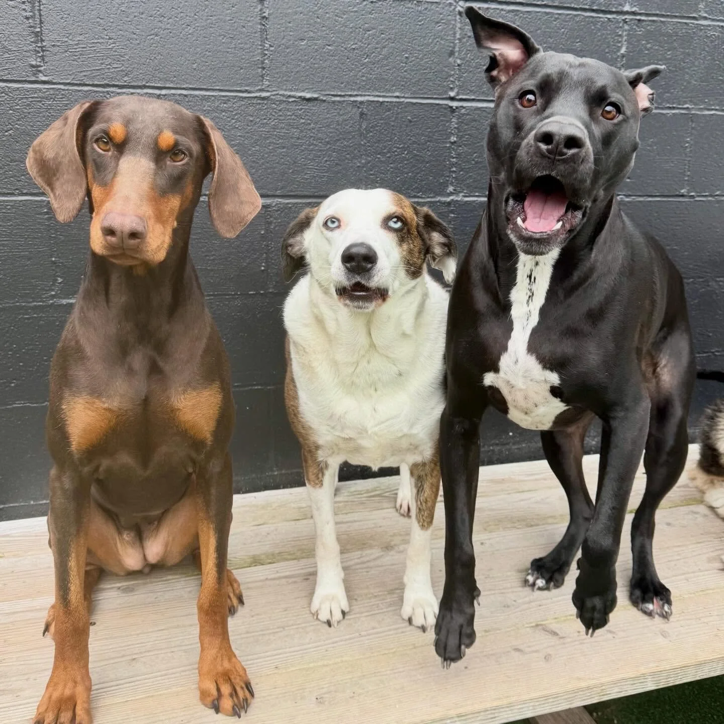 jumpin&rsquo; hooterin&rsquo; &amp; hollerin&rsquo; with joy! daycare days are the best of days!