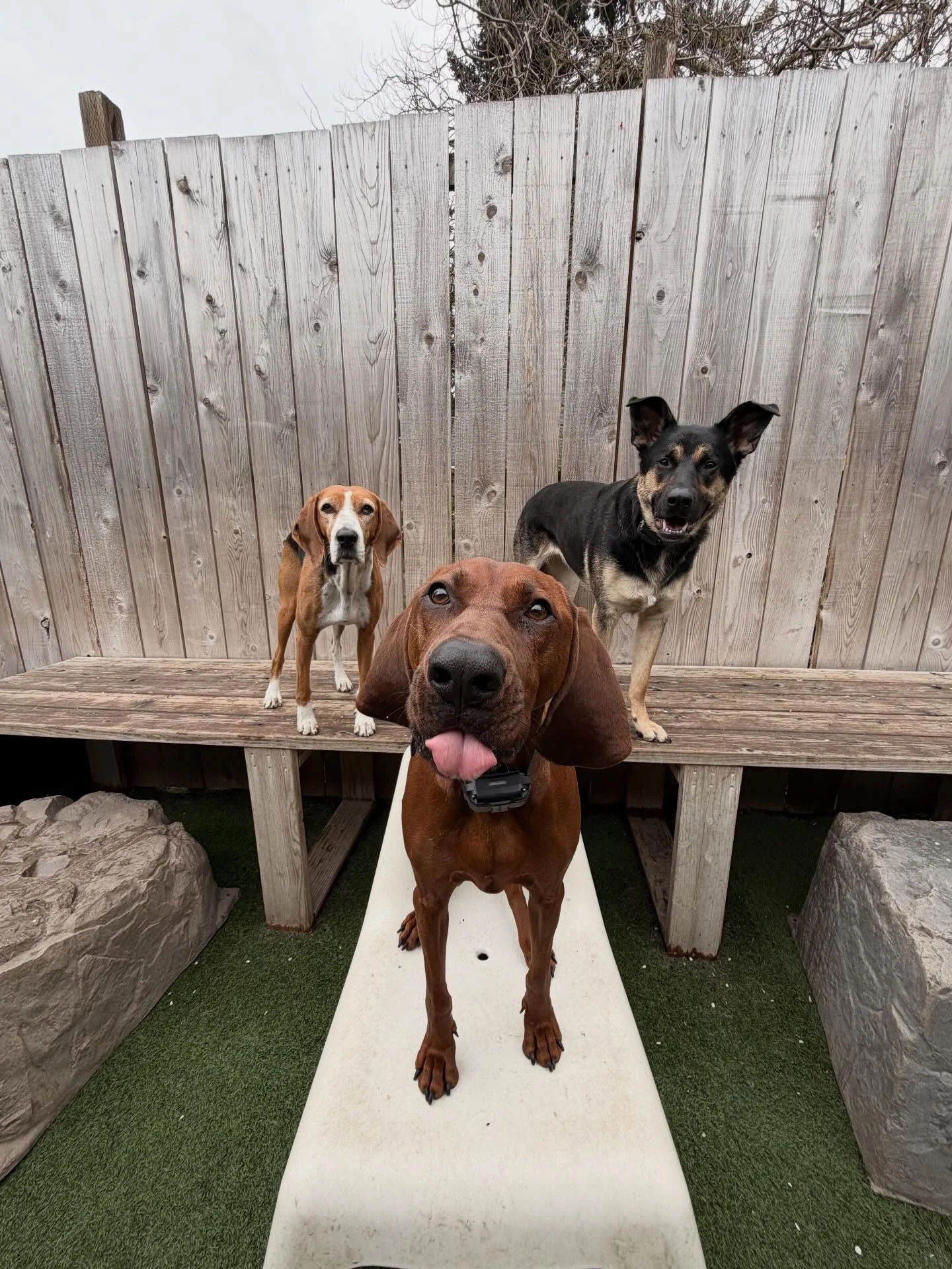 Always a fabulous Friday here at MP🥰🐾

#motherpupper #mpalberta #doggydaycare