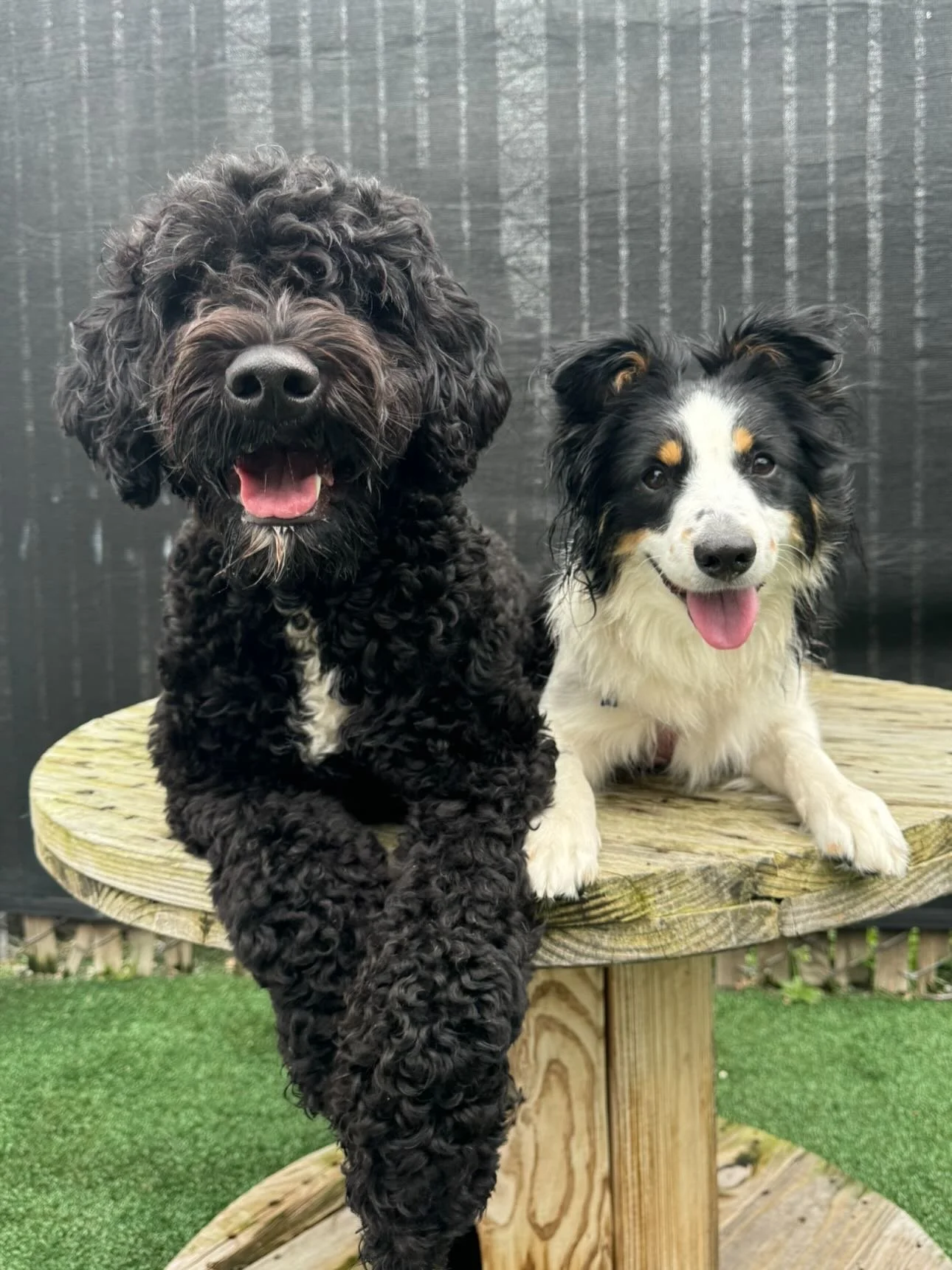 Hello Friday 🐶💖 #mpkenton #motherpupper #pdx #enrichment