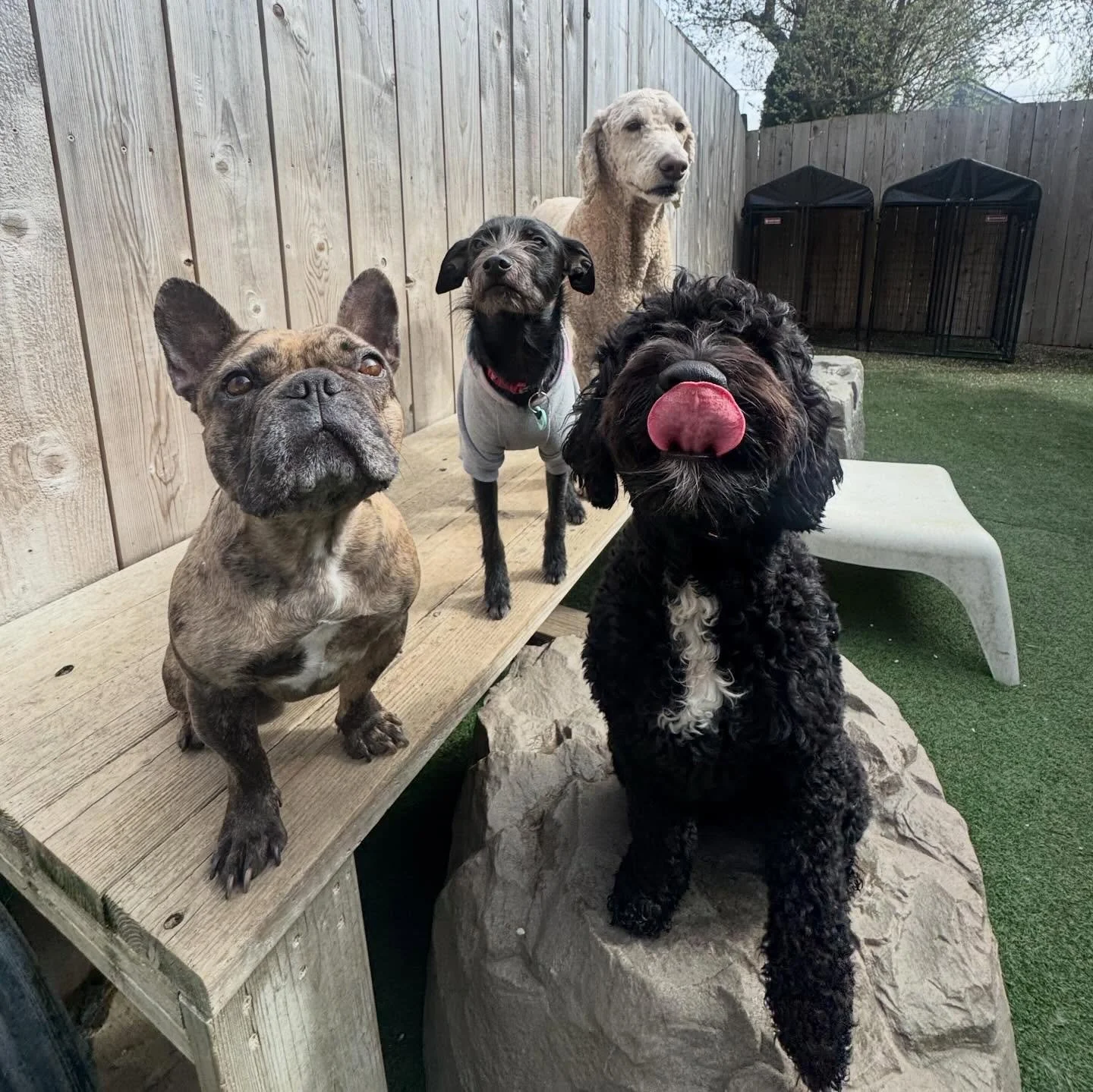 yay for enrichment group! these power pups worked on so many activities today like confidence building, leg weaving, impulse control, and of course, PLAY! they all know how to make learning fun 🤩