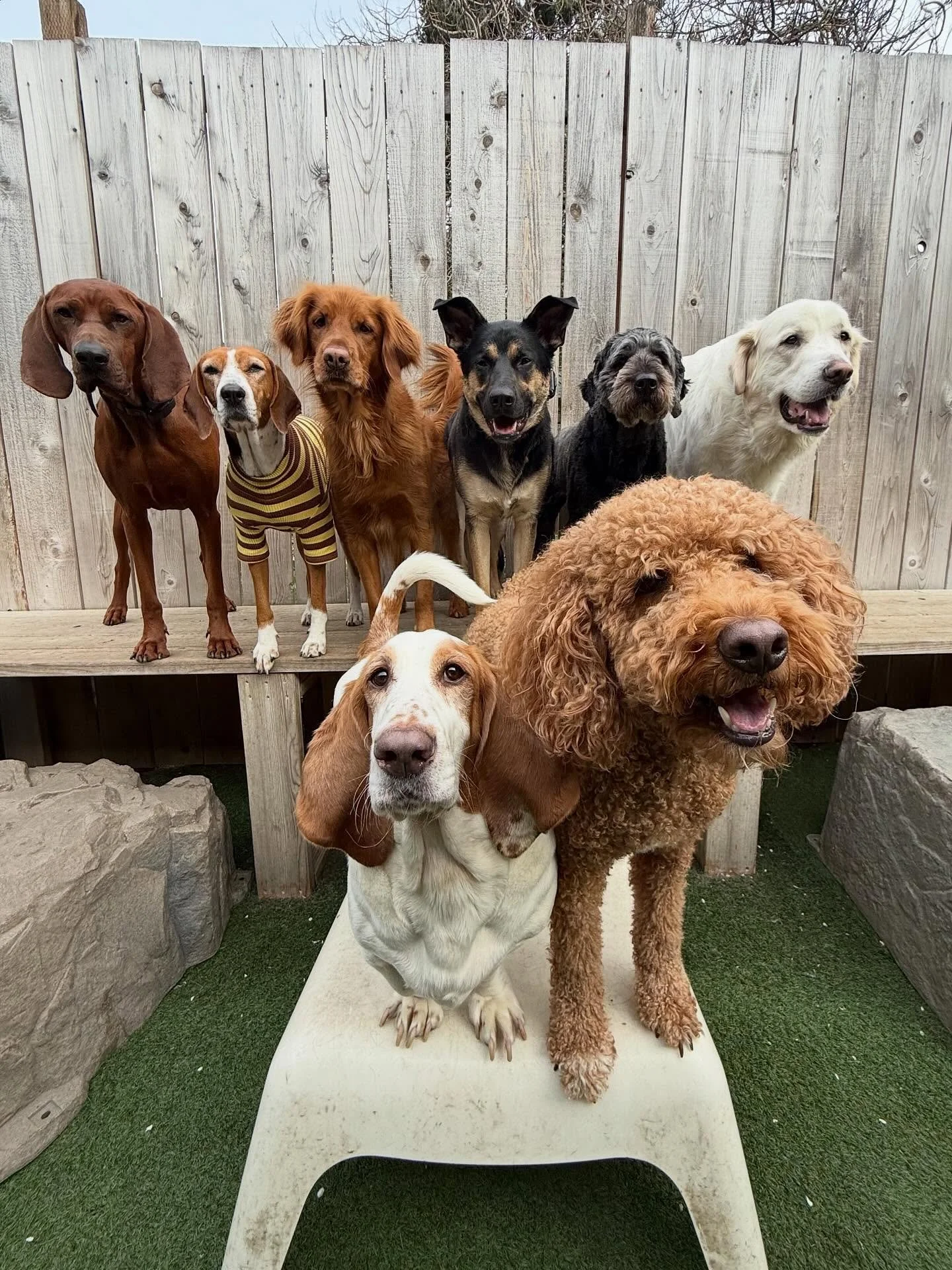 Starting the week off on a paw-sitively adorable note 💫🐾

#motherpupper #pdx #doggydaycare #mpalberta