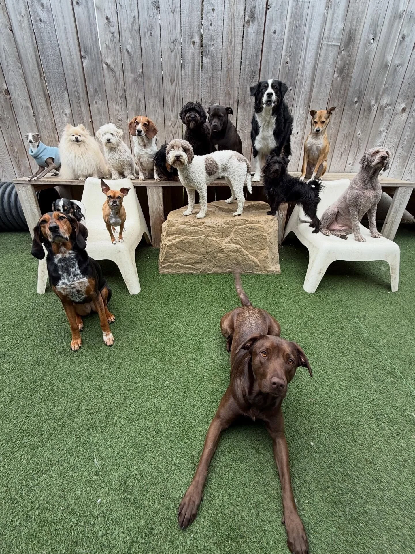 Perfect pups as far as the eye can see 😍🐶

#mpalberta #motherpupper #pdx #mpalberta