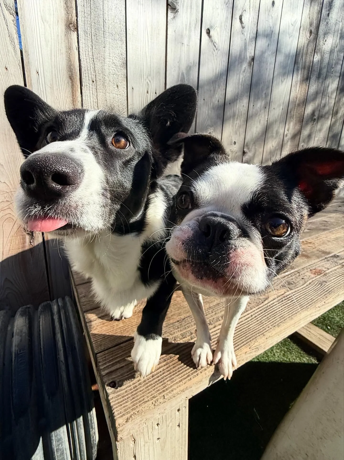 Sunny days spent with pups are the best days ☀️🌻😎

#mpalberta #motherpupper #pdx #doggydaycare