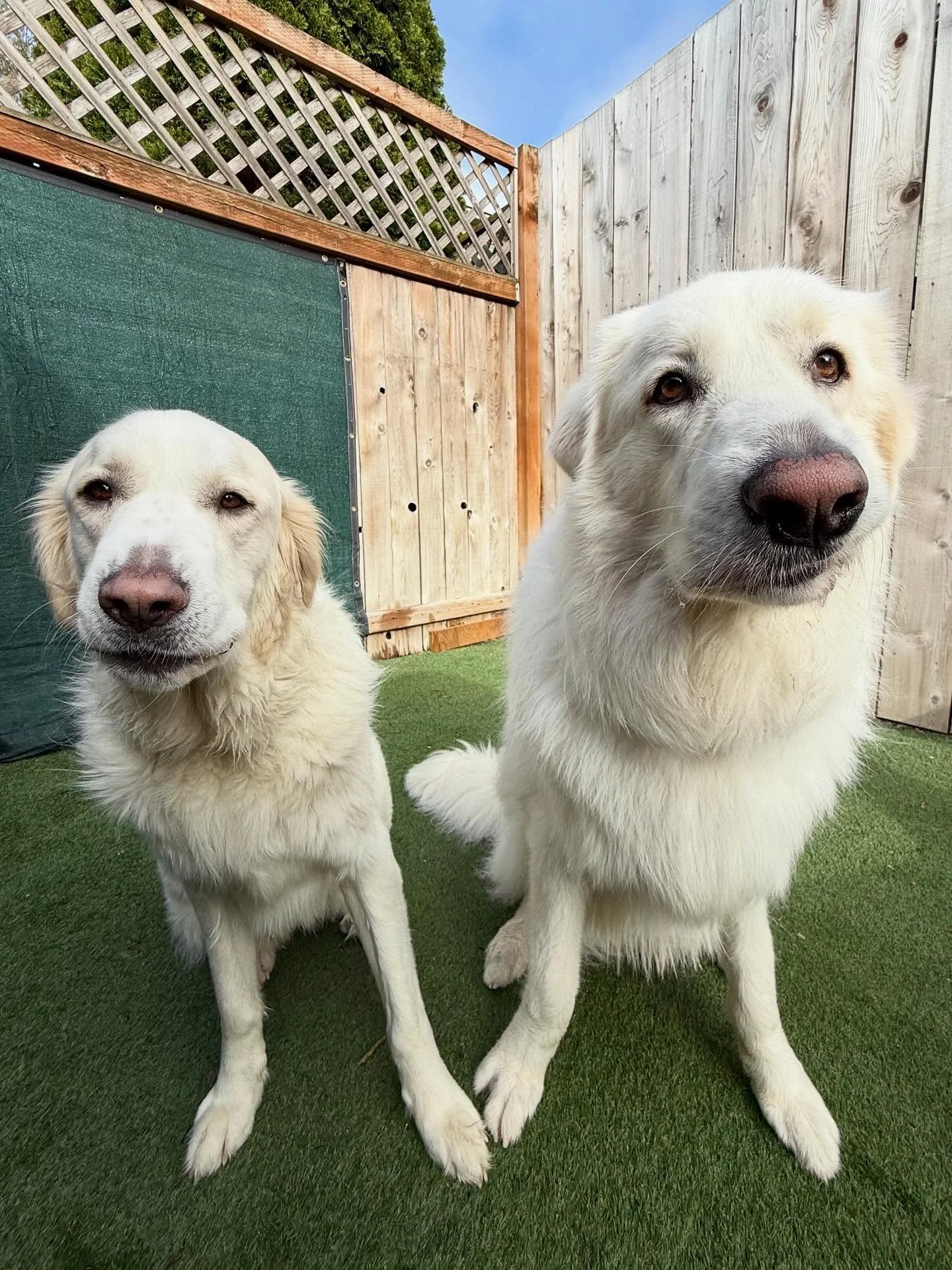 A pyr-fect pair 🤍🐻&zwj;❄️🦴

#mpalberta #motherpupper #pdx #doggydaycare