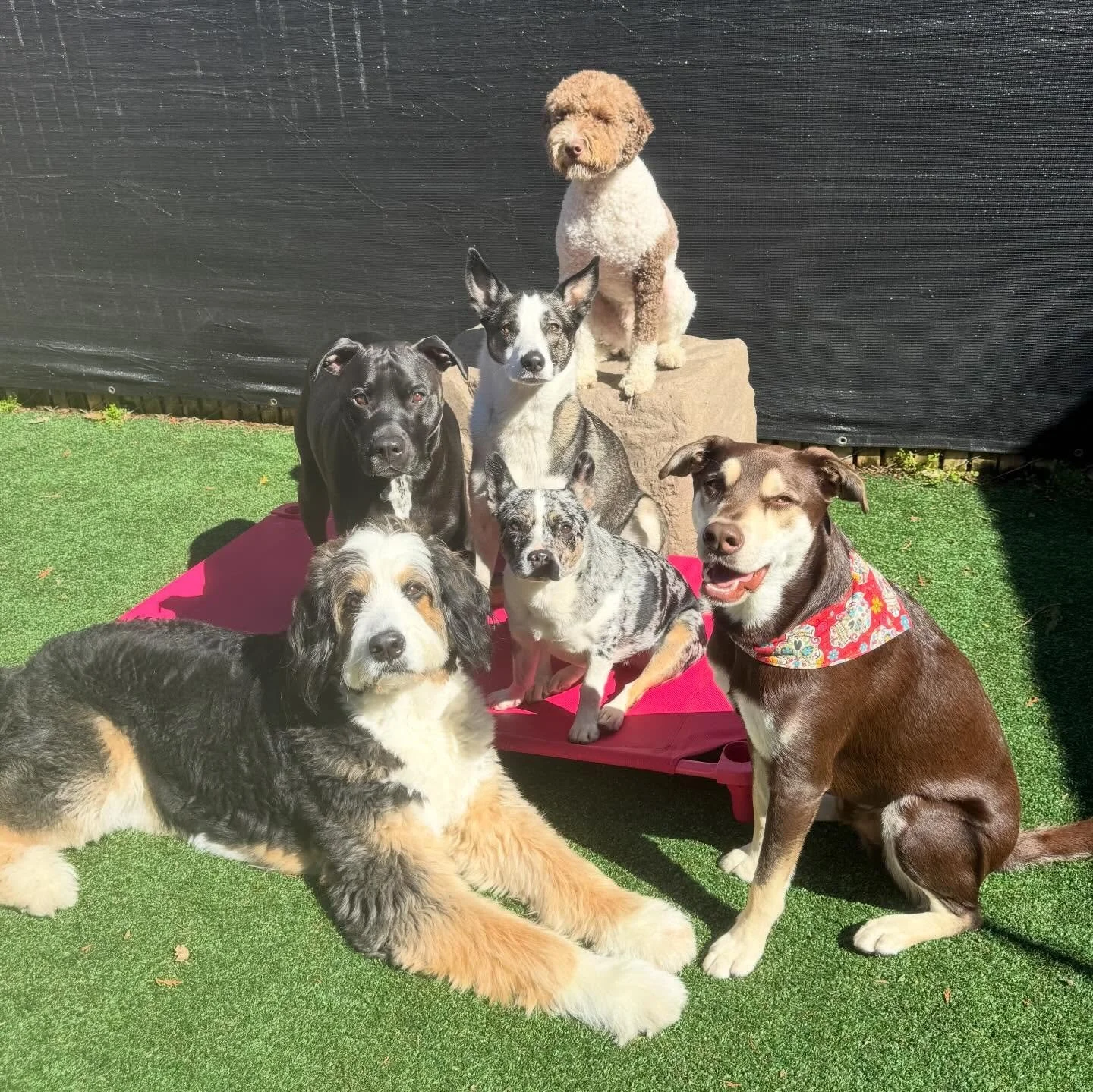 its Frankie&rsquo;s last day at MP Kenton before his big international move! and what better way to spend it than playing with his besties, soaking up the sun, and snuggling up to his favorite people. a friend to all who know him, Frankie will be dea