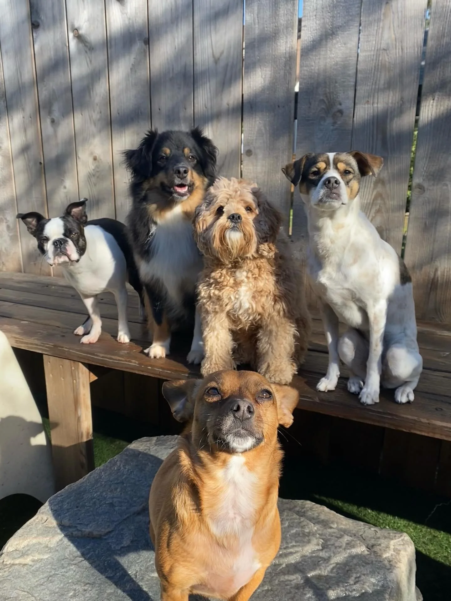 Another fantabulous Friday here at MP 🌟🐾

#motherpupper #mpalberta #friday #doggydaycare #dogsofinstagram