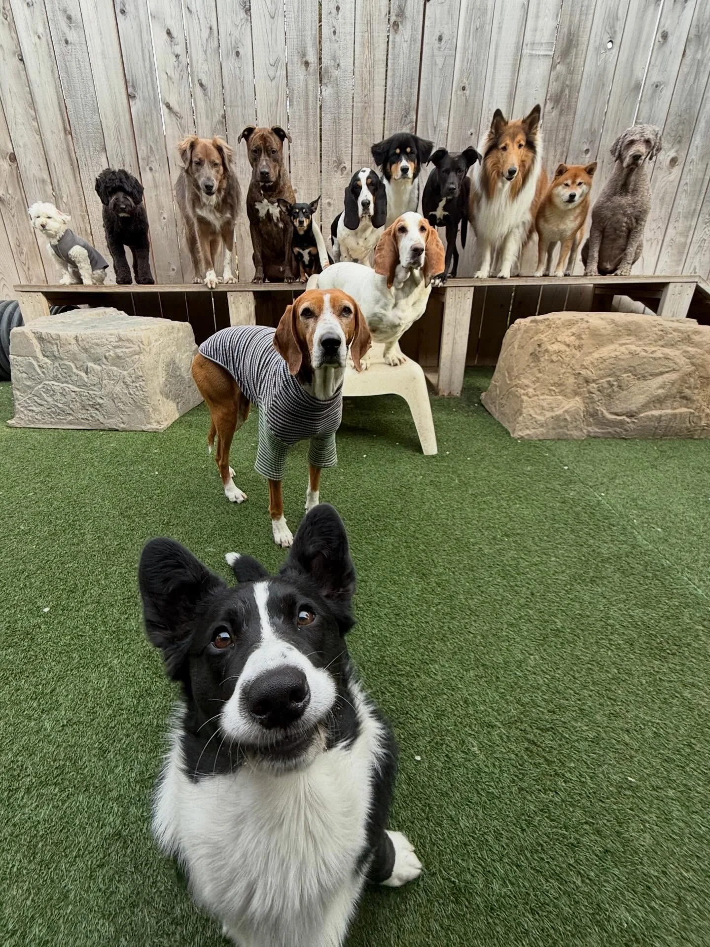 Majestic Monday here at MP 💛👑⭐️

#mpalberta #motherpupper #pdx #doggydaycare