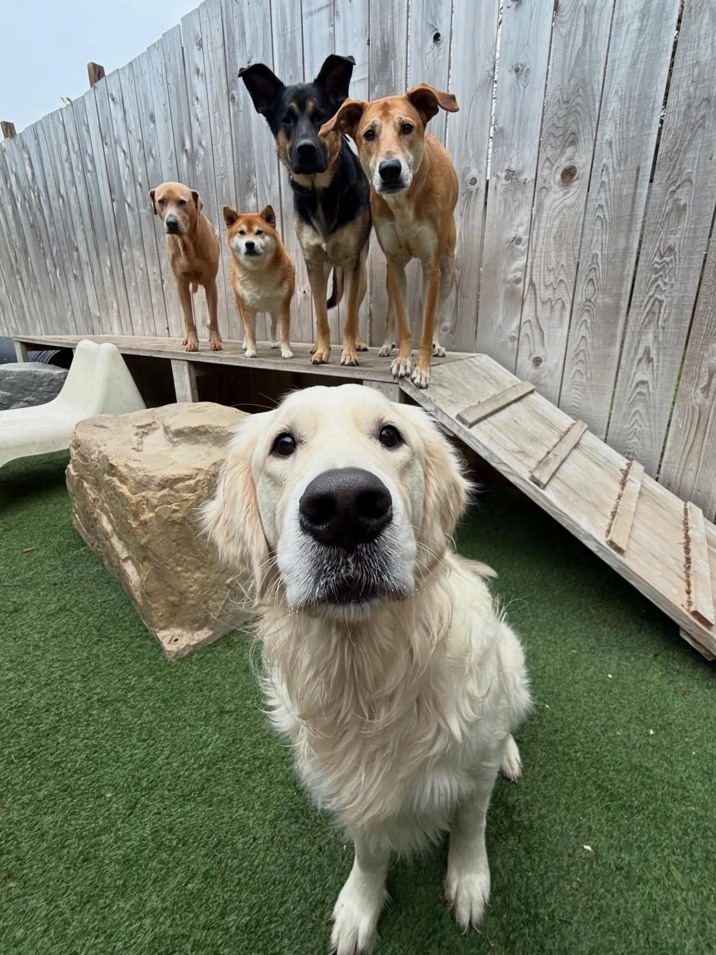 The fun times never end here at MP! 🥳🐾

#mpalberta #motherpupper #pdx