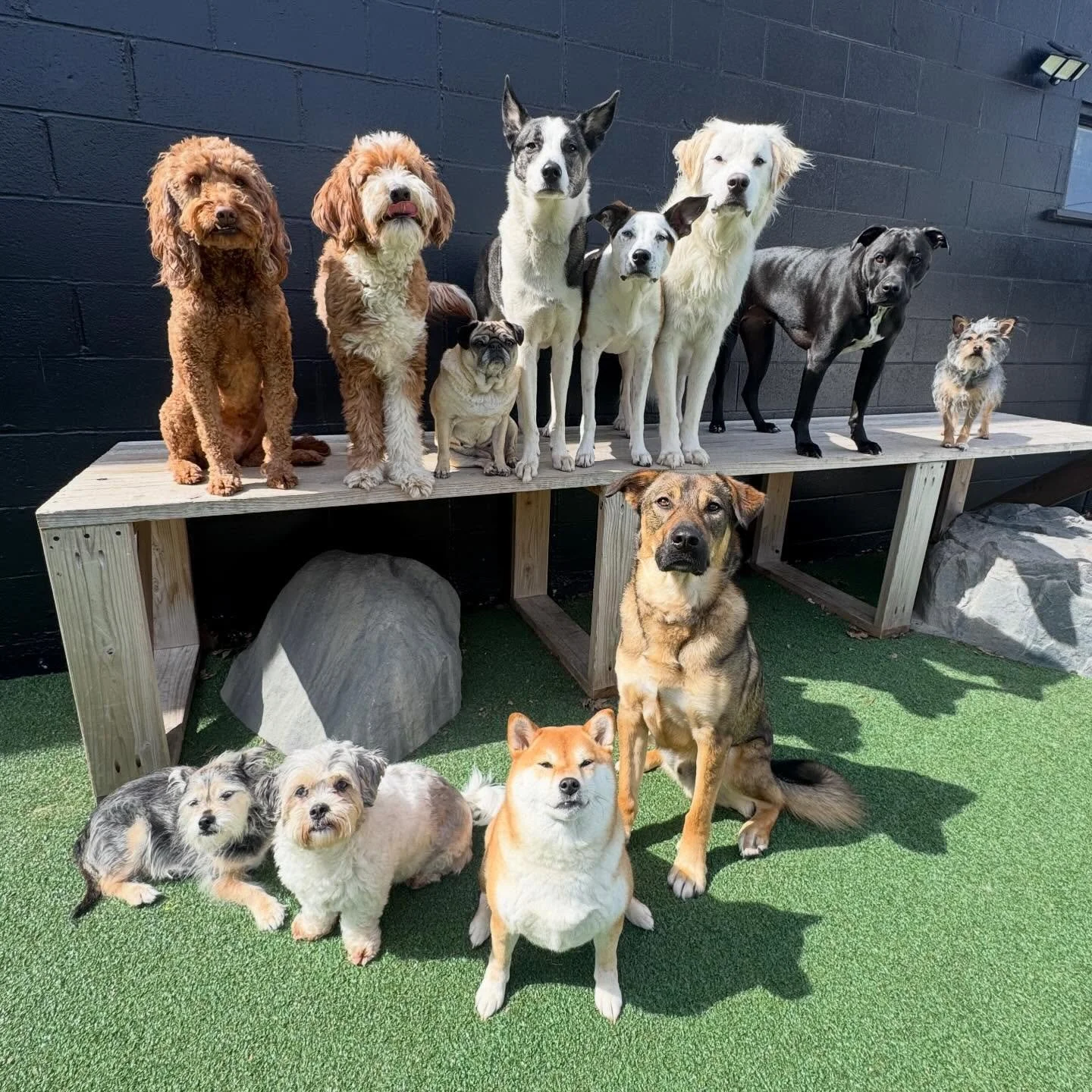 turnt up Tuesday with these wild mother puppers 🐶🐾