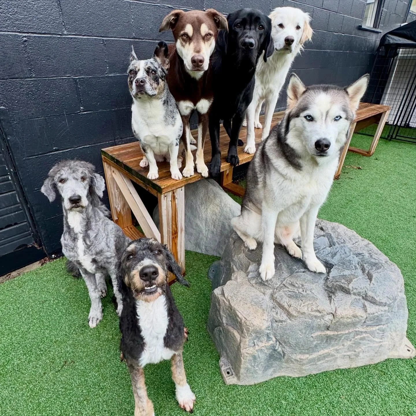 fun times with furry friends 🐶