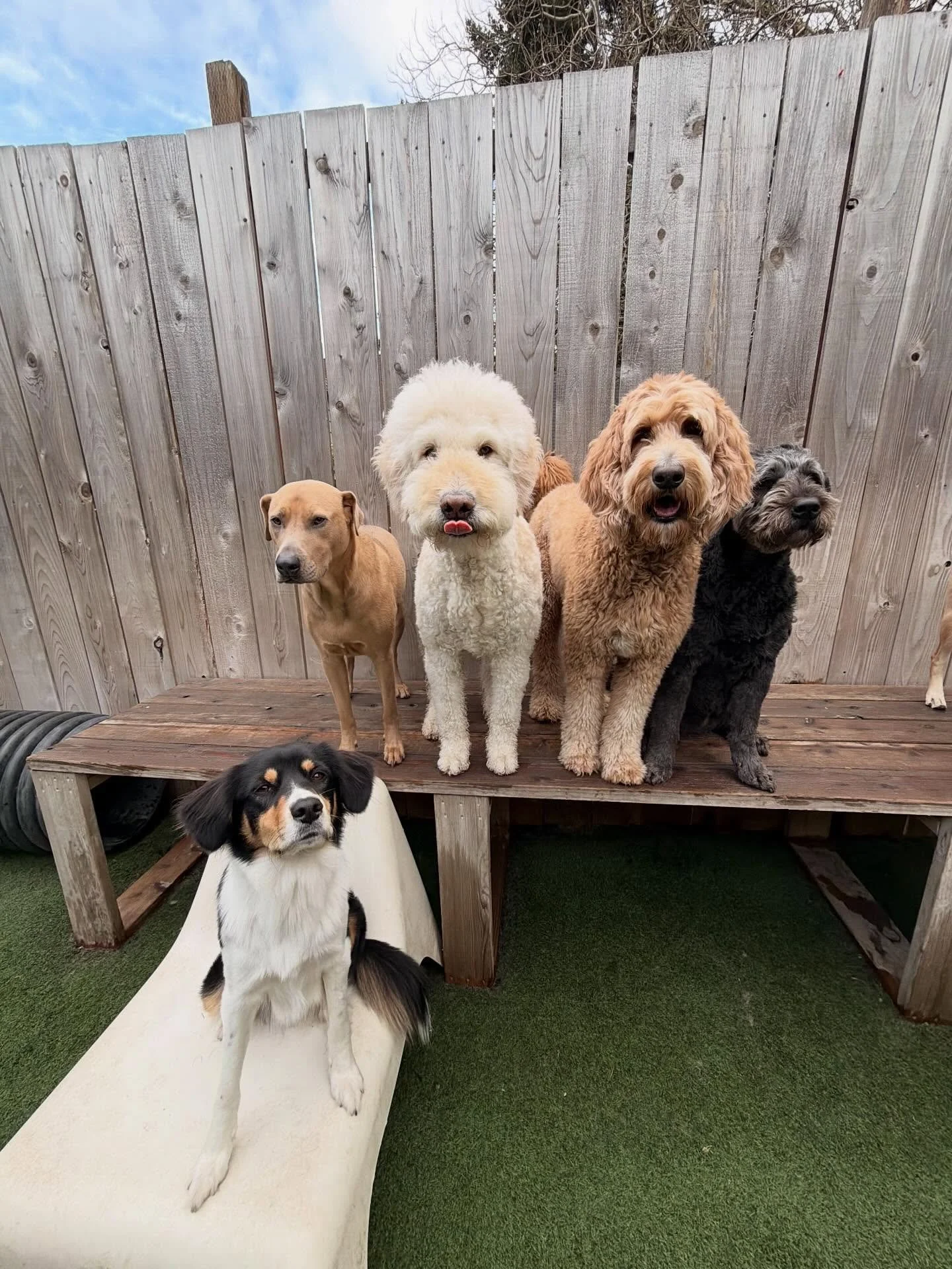 Thursday vibes: paws, play, repeat!🐾🐶

#motherpupper #mpalberta #doggydaycare