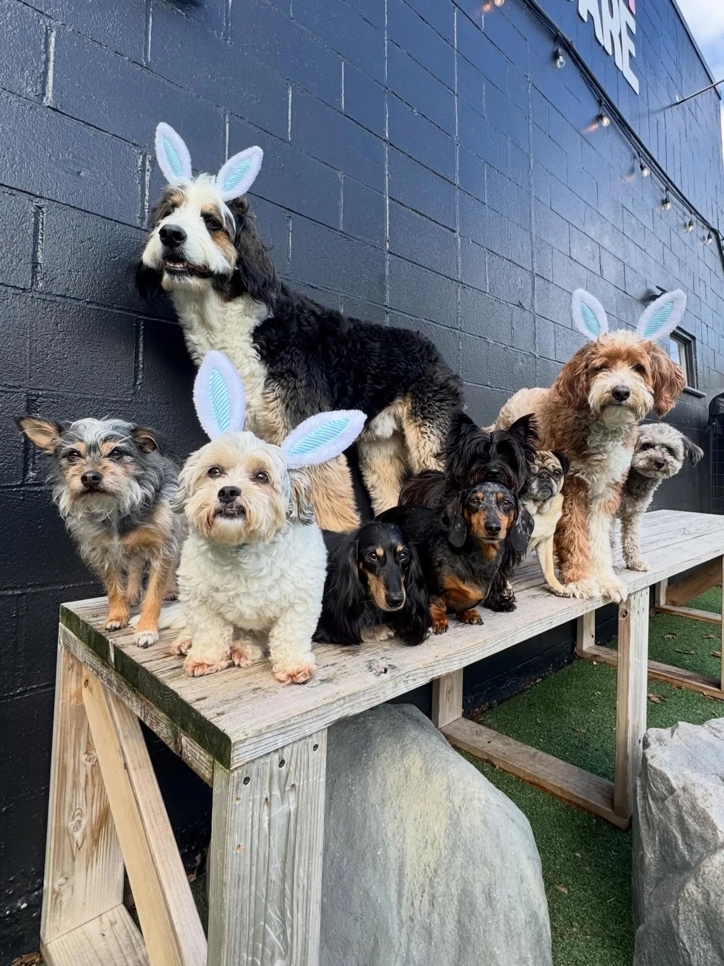 some bunnies hopped by MP Kenton today to wish you all a happy Easter weekend!