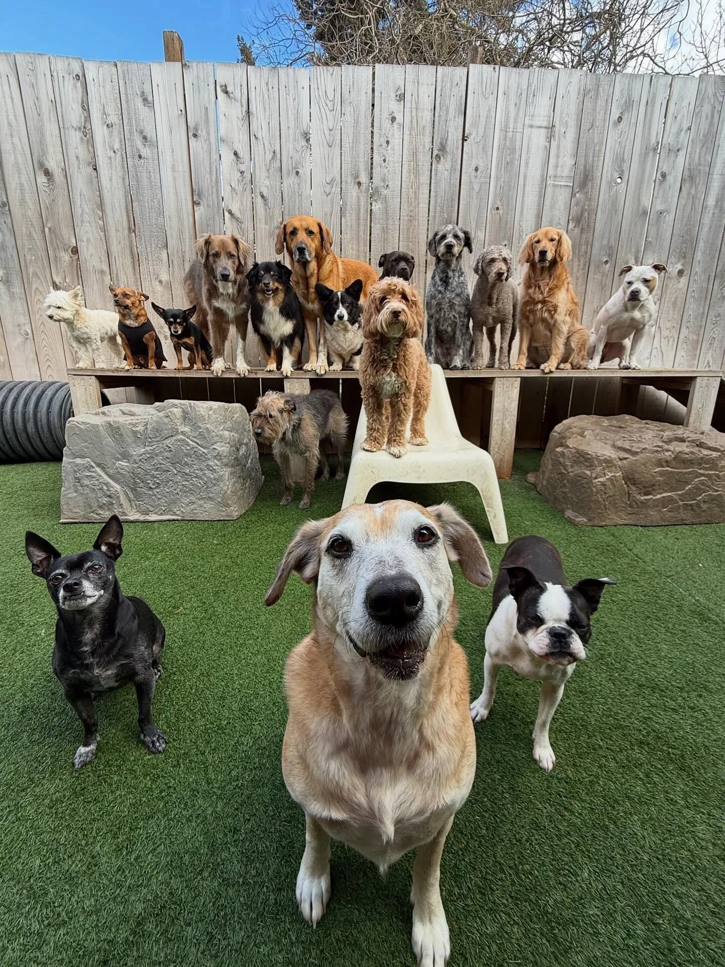The easter bunny has nothing on this crew 🐰🐣🌸

#mpalberta #motherpupper #pdx #doggydaycare