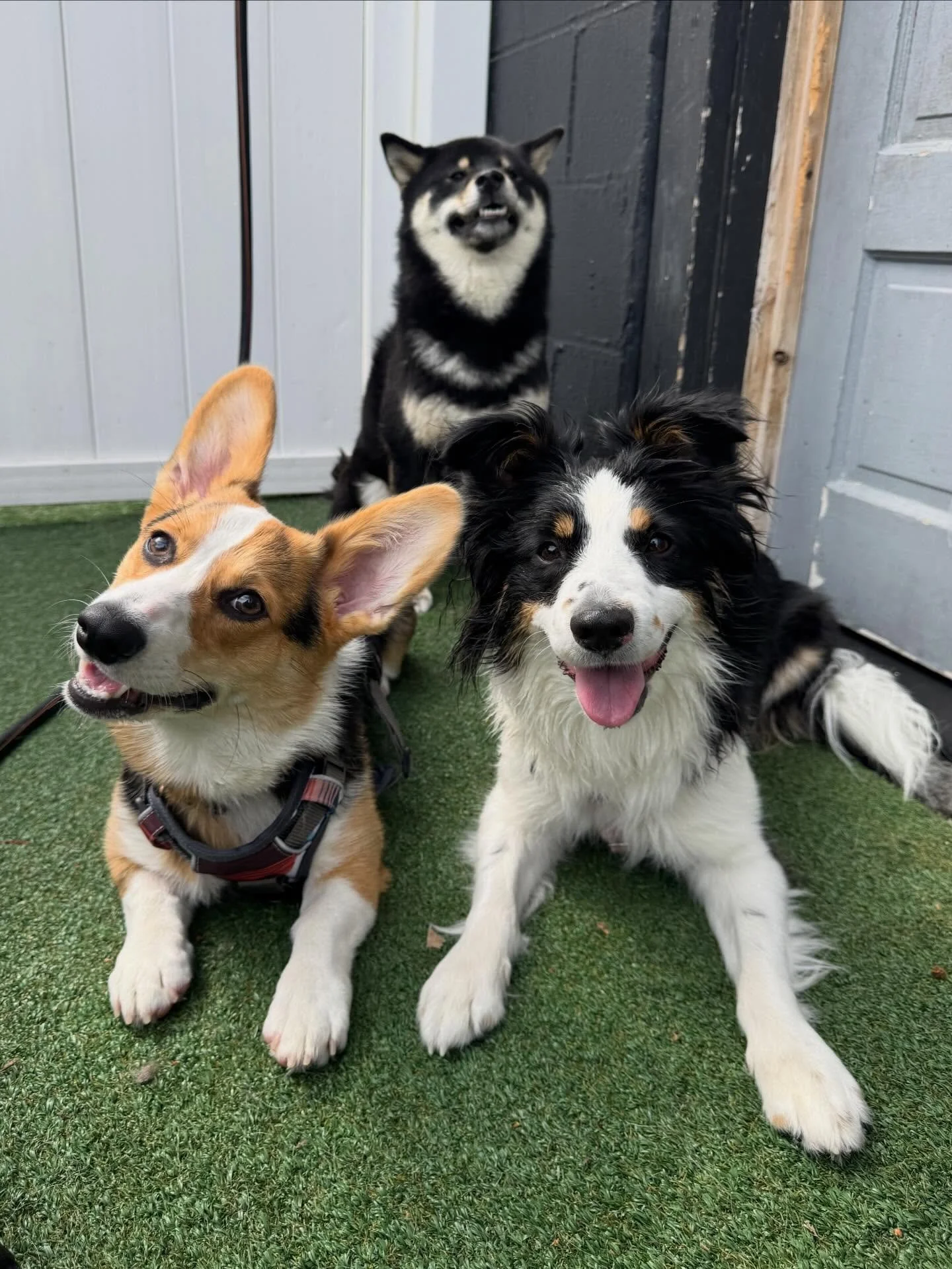 Talk about CUTENESS over here 😍🐾🐶❤️ #mpkenton #motherpupper #pdx #enrichment
