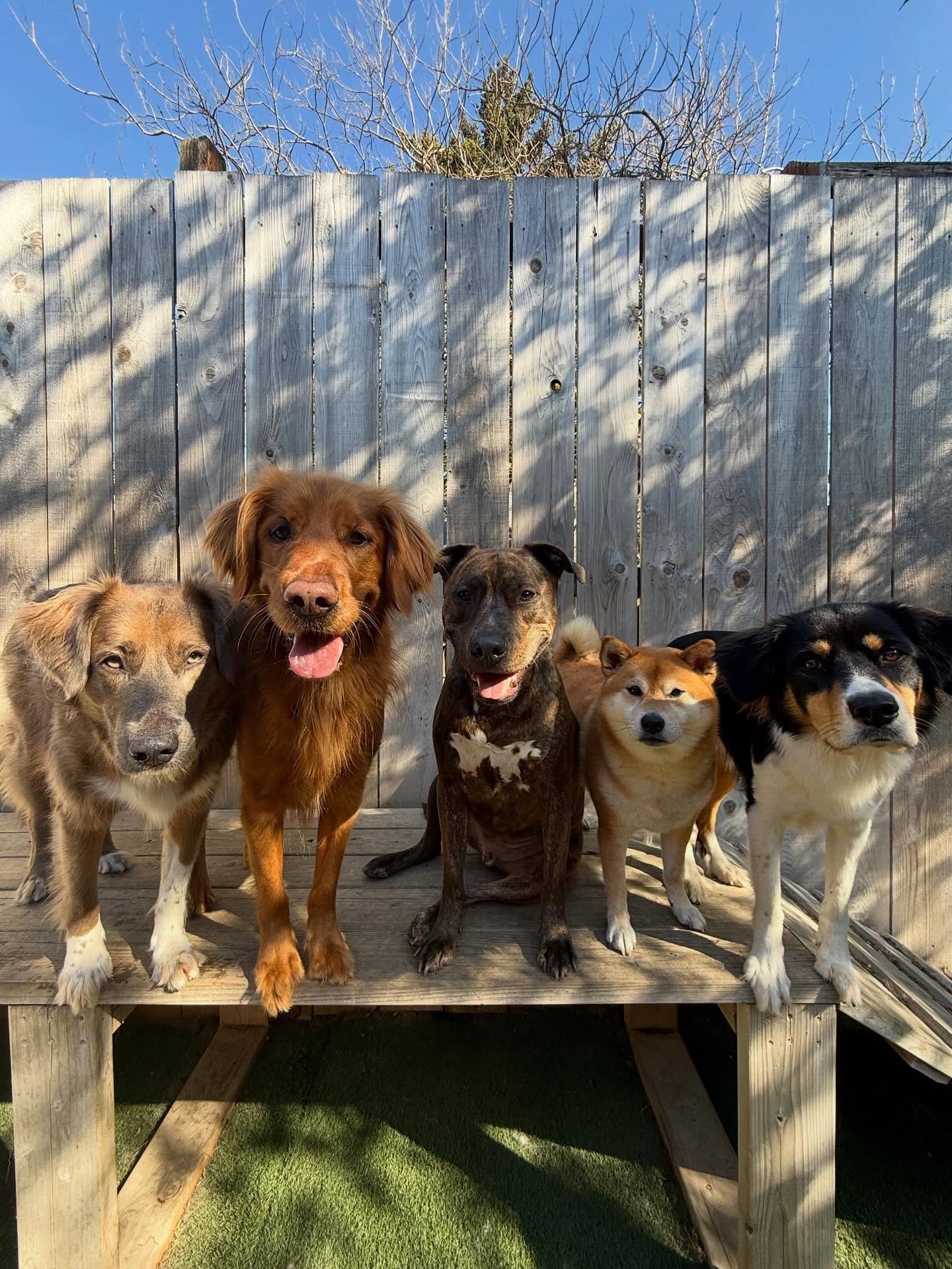 What better way to spend the day than playing with friends and bathin in the sun?! 🌞🏖️💛

#mpalberta #motherpupper #pdx #doggydaycare