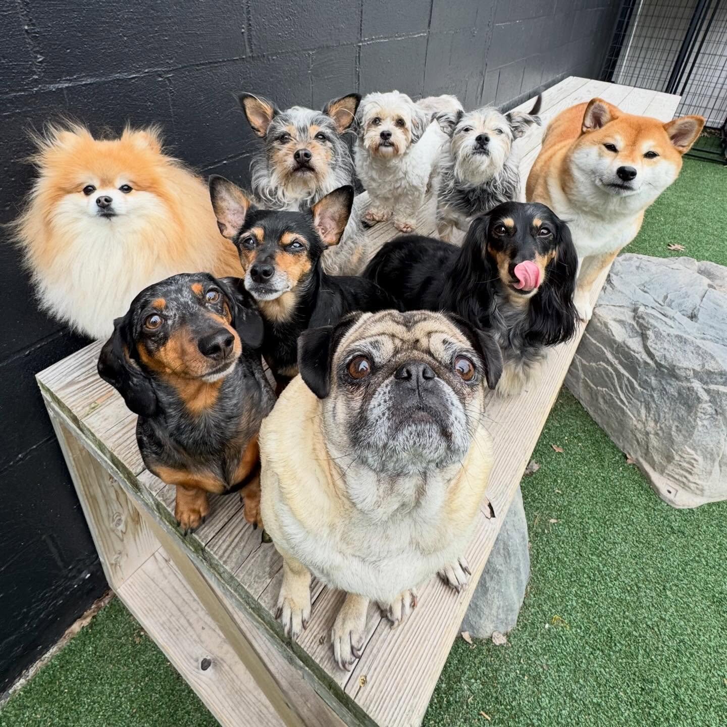 perfect puppers make for a perfect tuesday 🐶🐾