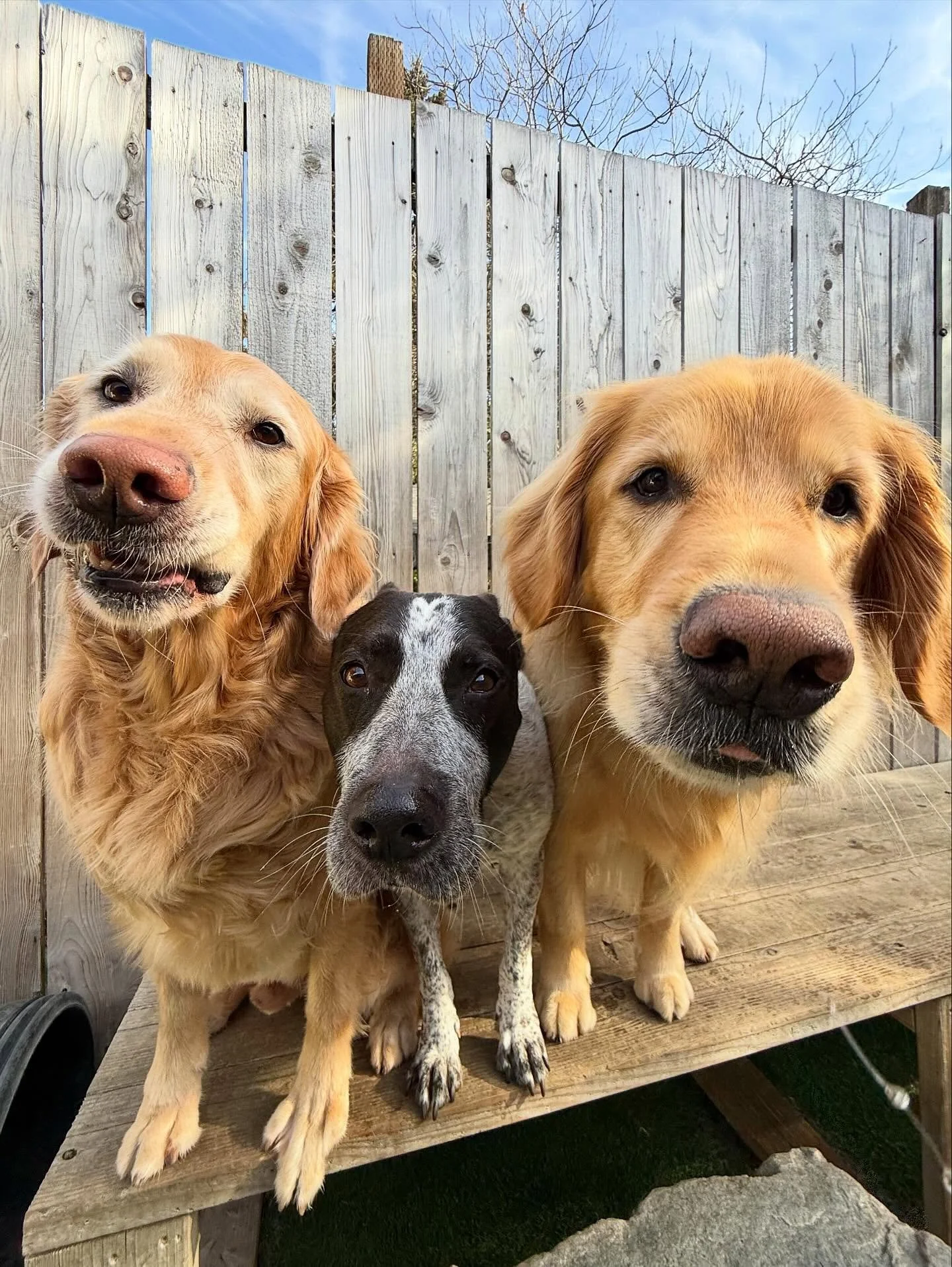 A shining glimmering golden Wednesday ⭐️✨💛

#mpalberta #motherpupper #pdx
