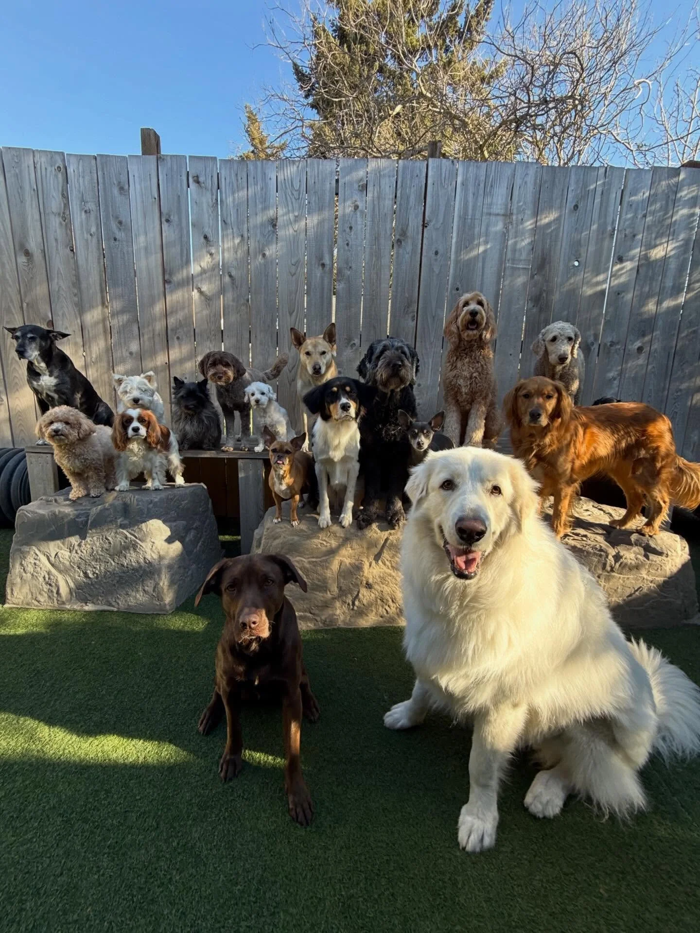 Couldn&rsquo;t ask for a better group of pups ❤️💖

#mpalberta #motherpupper #pdx