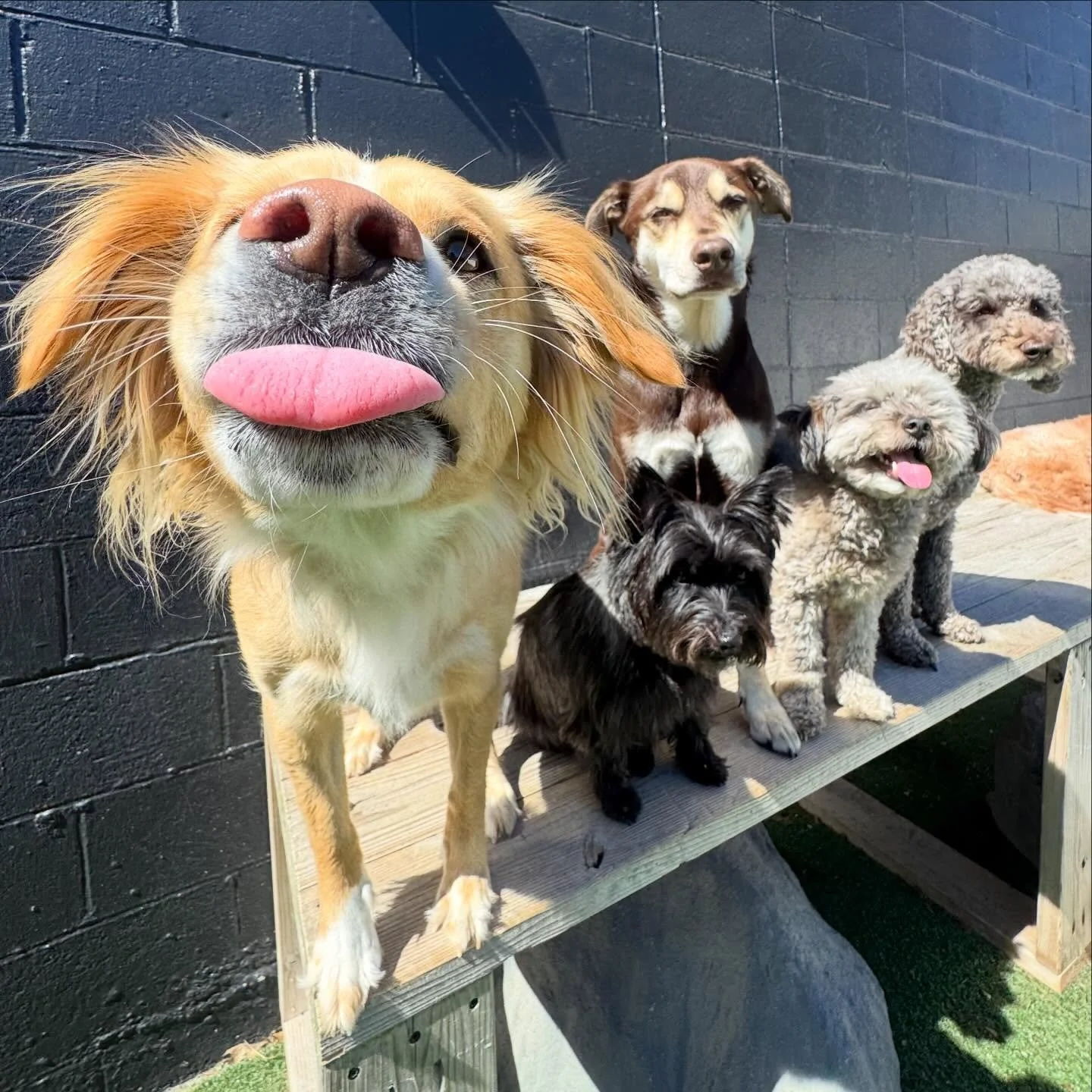 sun&rsquo;s out, tongues out 🤪
