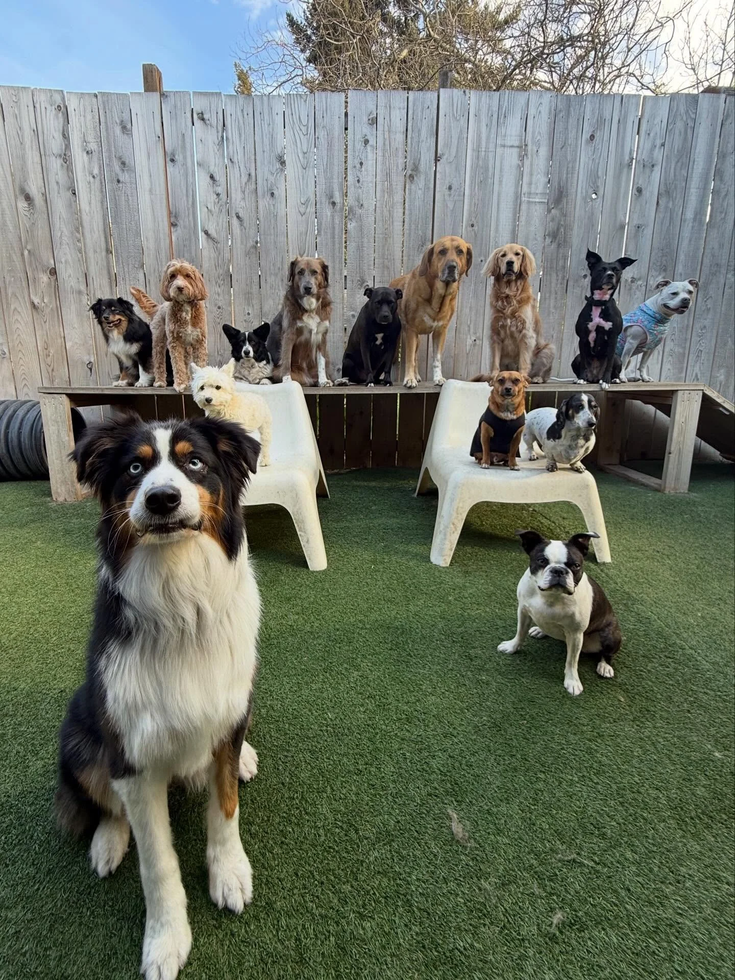 Zoomies for Fri-Yay! 🎉🥳🎈

#mpalberta #motherpupper #pdx