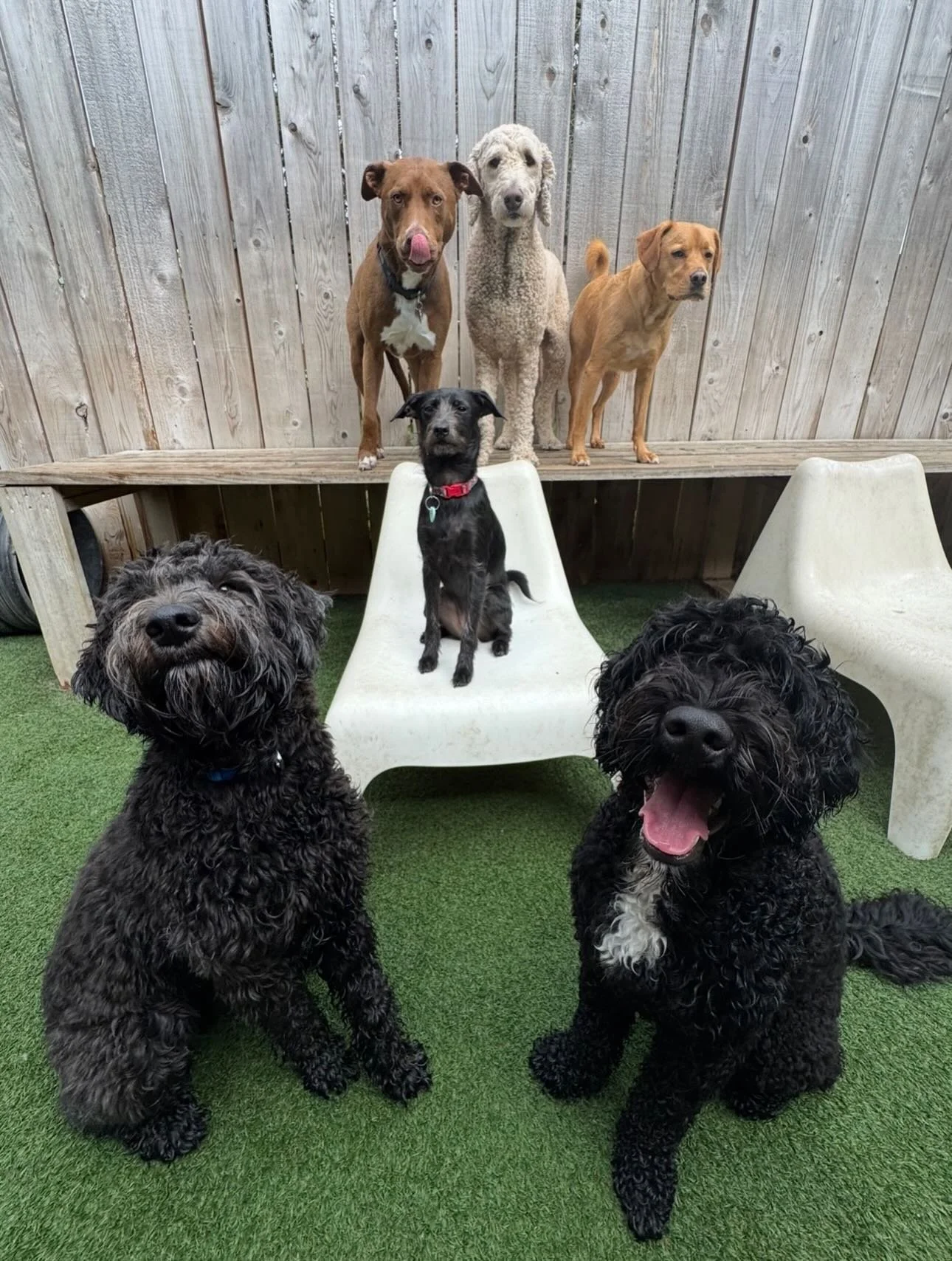 Another wonderful weekend with Enrichment Group at Alberta and Kenton! 🐶🌟🐾 #mpalberta #mpkenton #motherpupper #pdx #enrichment
