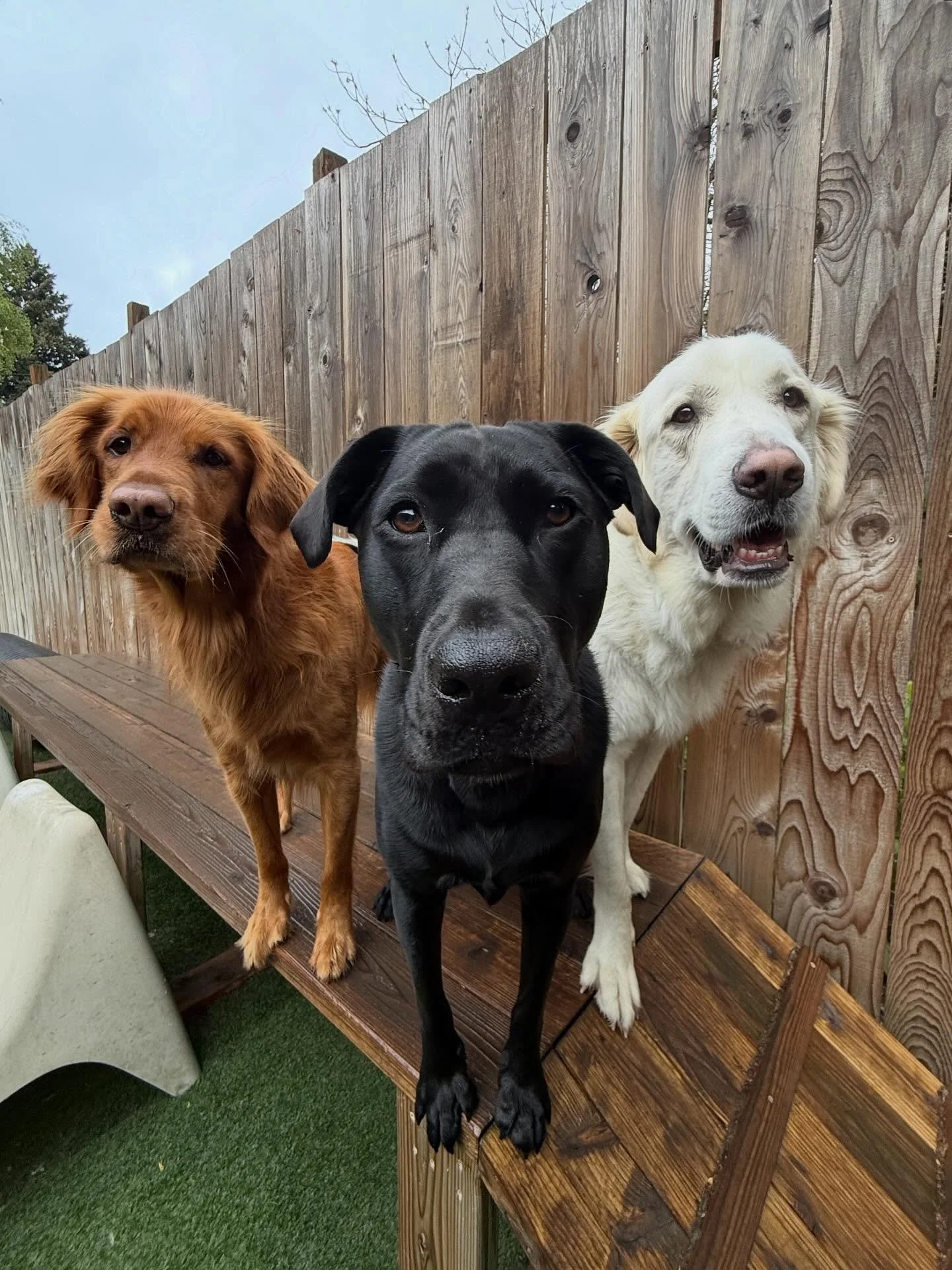 🎀🐩💖🦴🌸🐶💘

#mpalberta #motherpupper #pdx