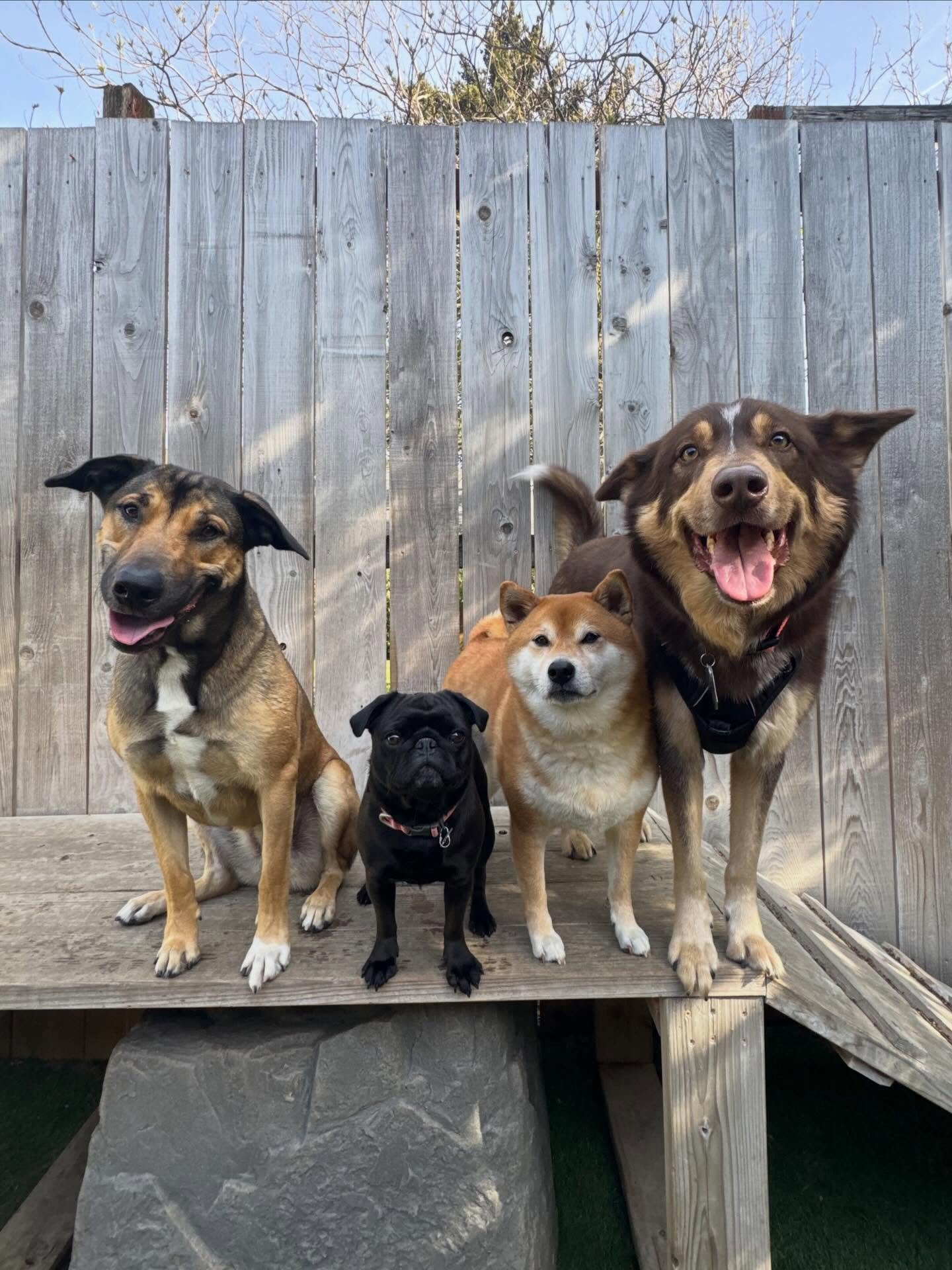It&rsquo;s super star central over here at Enrichment Group and Puppy Social 🌟🐶🐾 #mpalberta #mpkenton #motherpupper #pdx #enrichment puppysocial