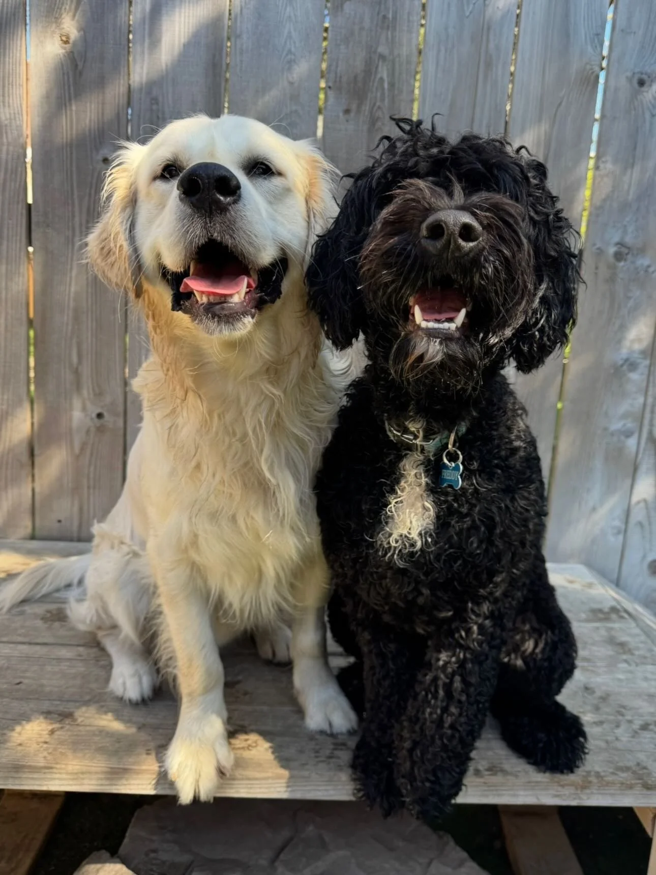 Always the happiest days here at Enrichment Group and Puppy Social! 🐶🌟🐾 #mpalberta #mpkenton #motherpupper