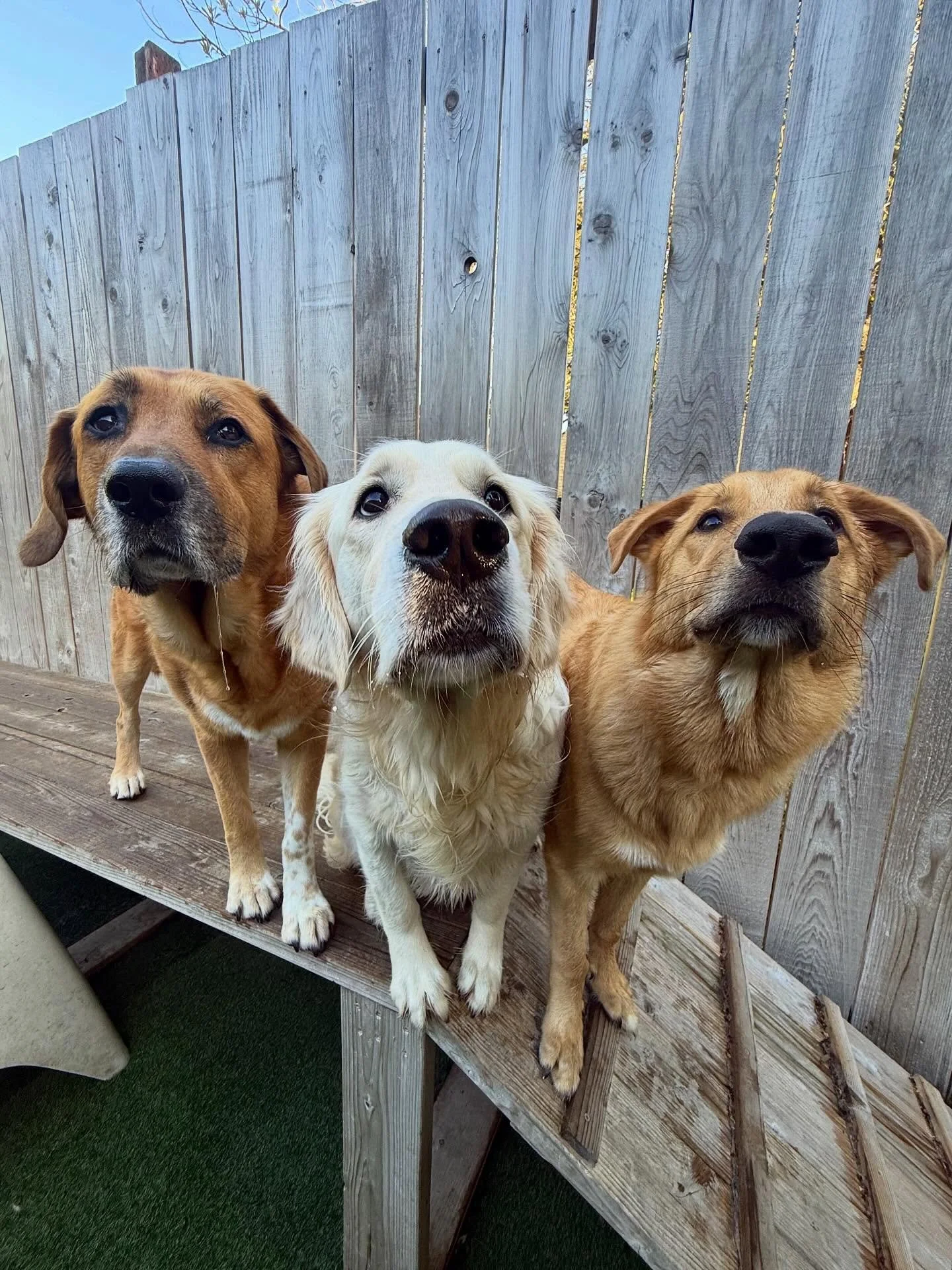 Another perfect week of partying with your pups 🌈✨🎉

#mpalberta #motherpupper #pdx