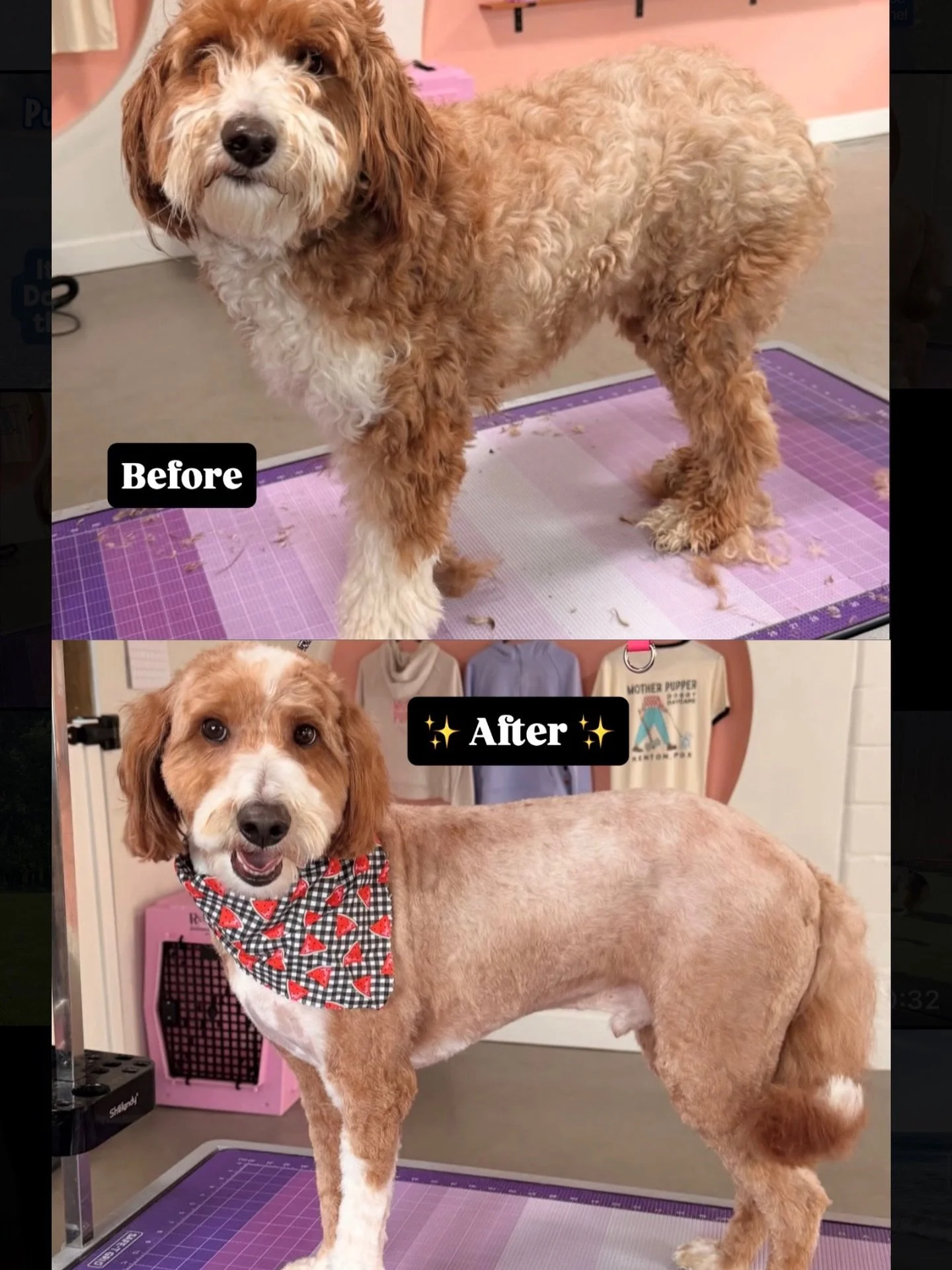 Full Service Grooming Services, now available at Kenton ✨ Full grooms, brush and bathe, and nail services are now bookable. Click the link in the bio to schedule with our new groomer, Ali!