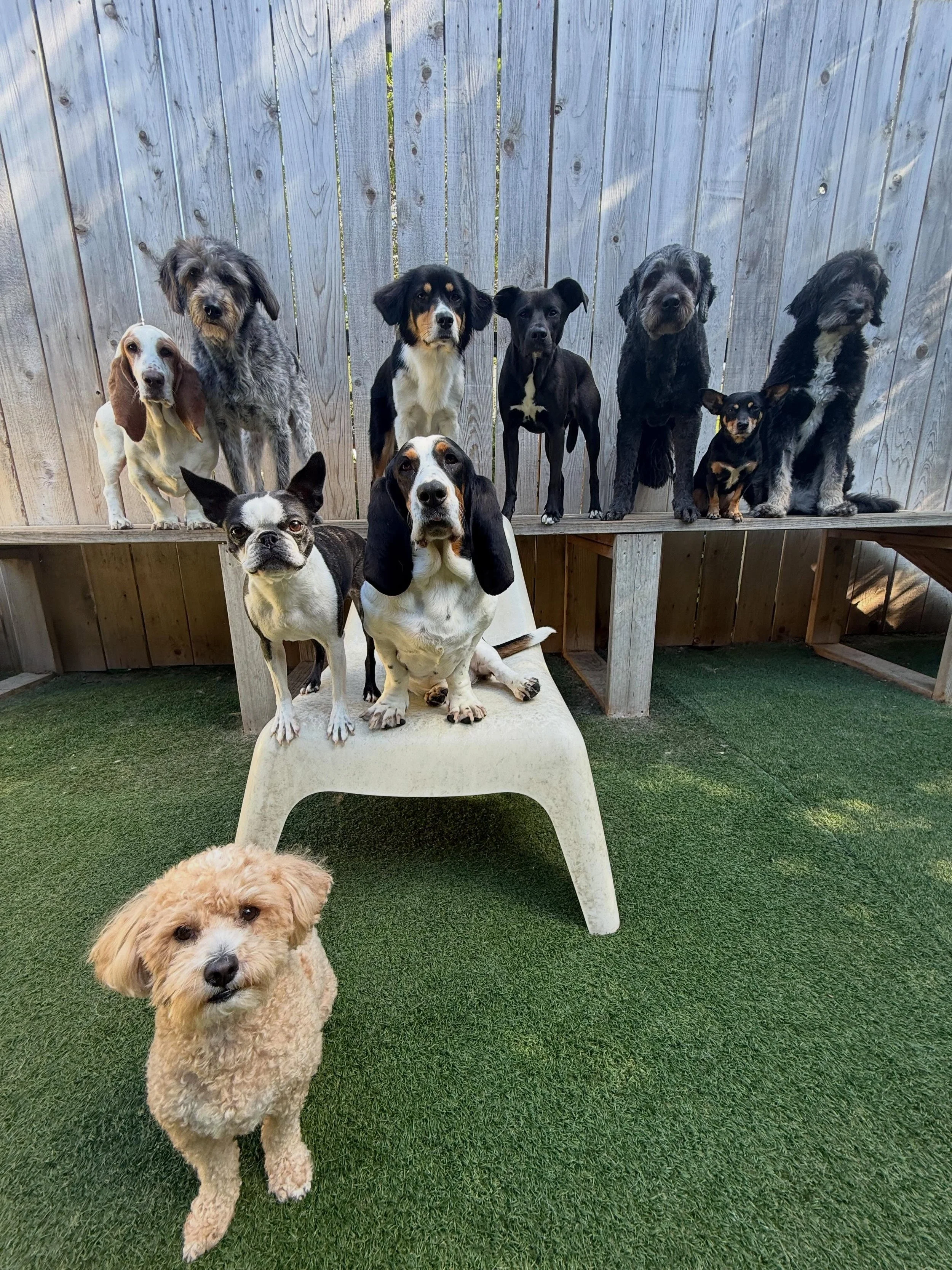 🐾🌟🌈🐶🦴😘 #motherpupper #doggydaycare