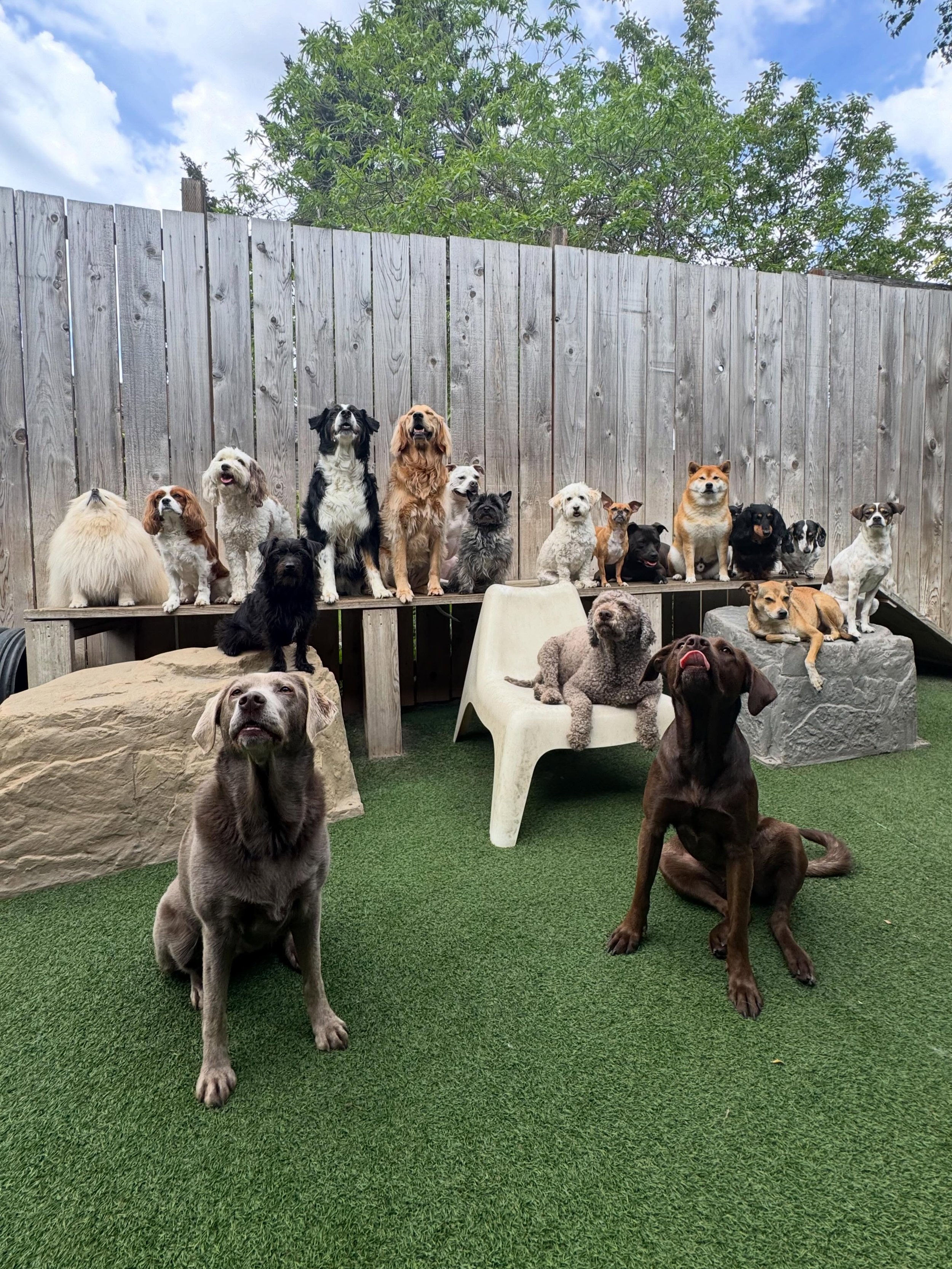 Happy days with happy pups 🌟💝💐💛🌼🐝

#mpalberta #motherpupper #pdx