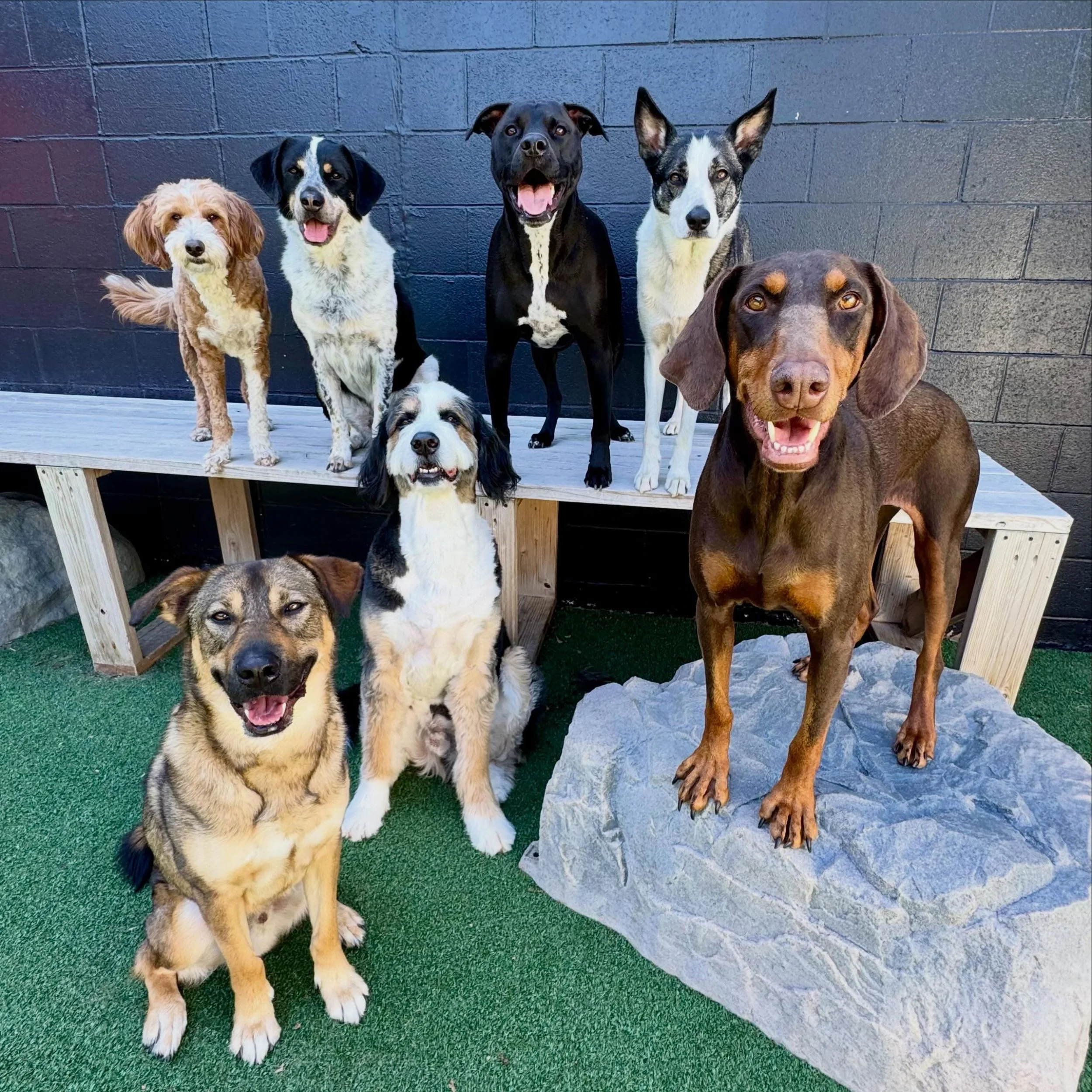 we ❤️ these dogs, how about you? ✨