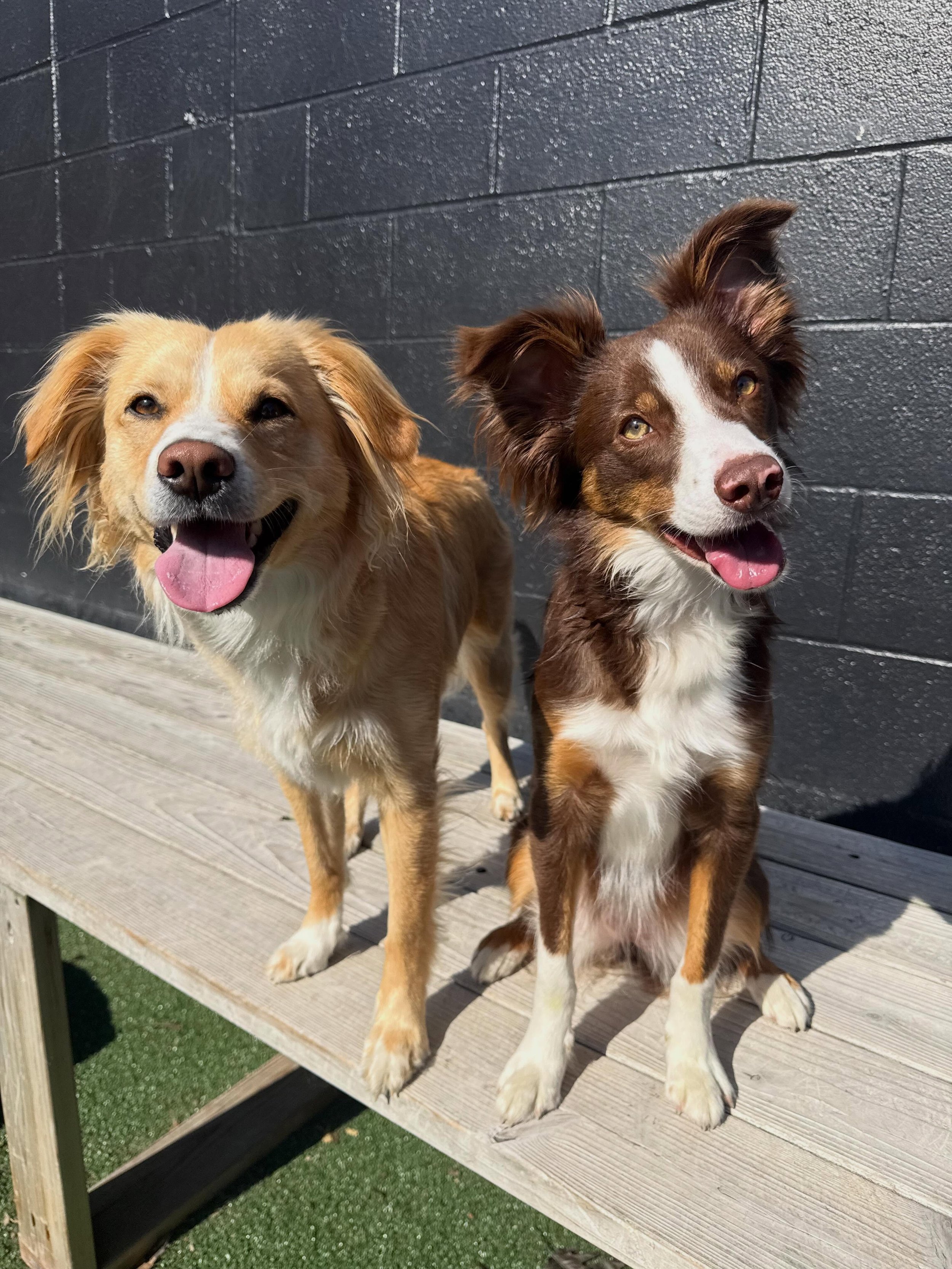 Enrichment group and puppy social was packed full of play and learning this weekend💁&zwj;♀️💞✨🐶🐾