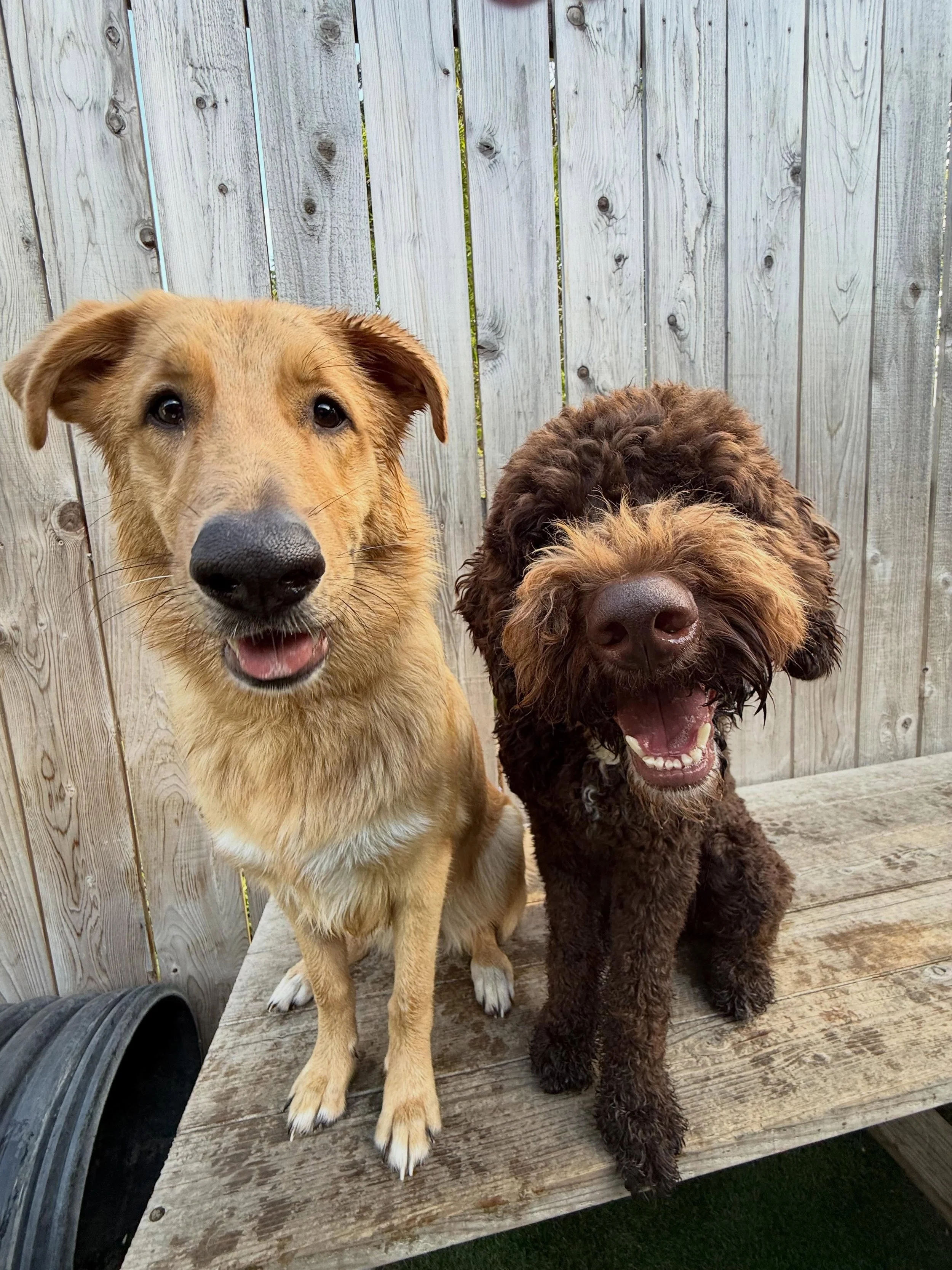 Pups like these make the week a breeze 💅🤩

#motherpupper #mpalberta #doggydaycare #dogsofinstagram #pdx