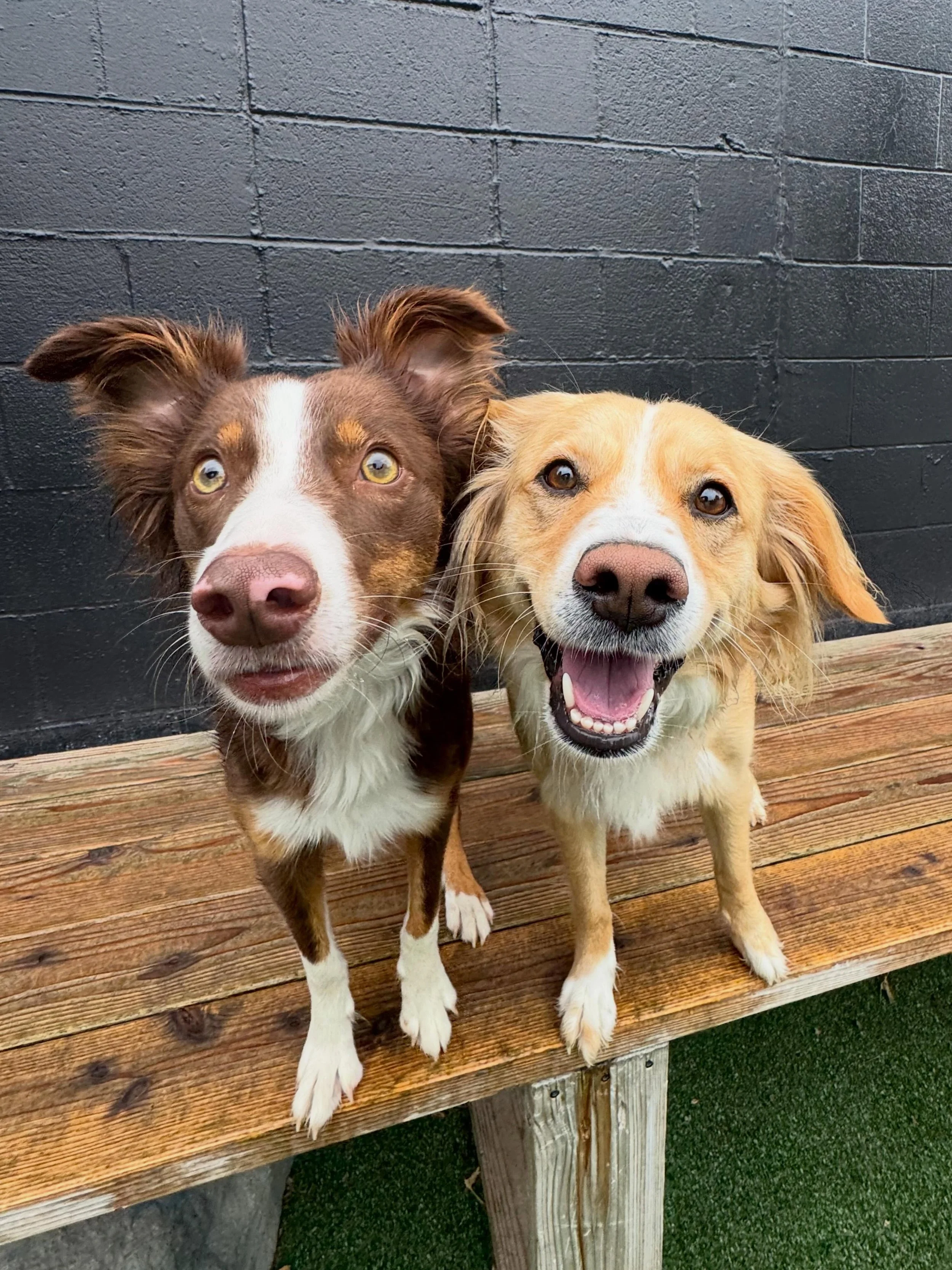 And that&rsquo;s a wrap on this weekends Enrichment Groups and Puppy Social 🎬🌟🐶 #mpalberta #mpkenton #motherpupper #pdx #enrichment