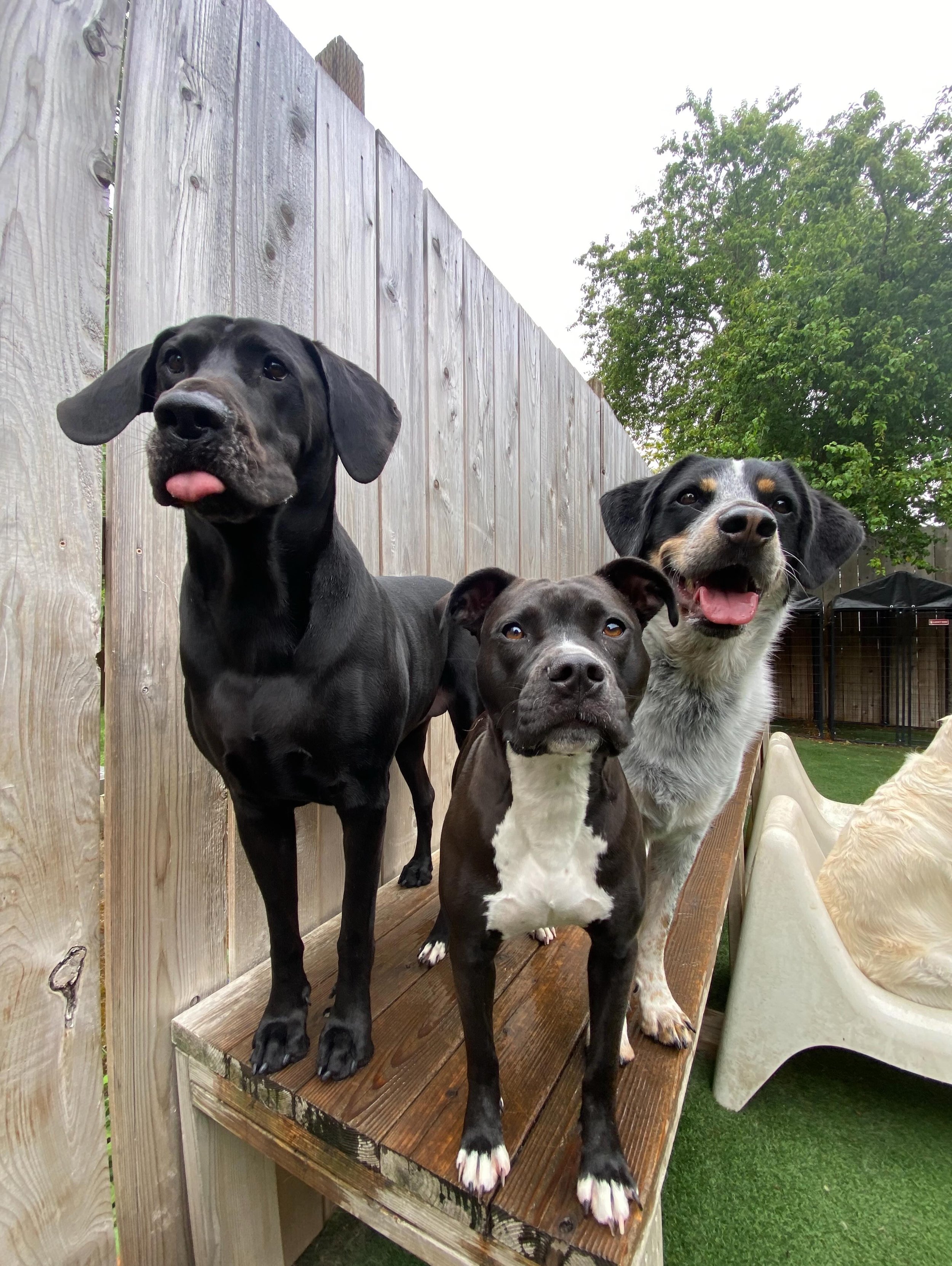 Wonderful times here at MP Alberta 🐾⭐️

#motherpupper #mpalberta #doggydaycare #dogsofinstagram #pdx