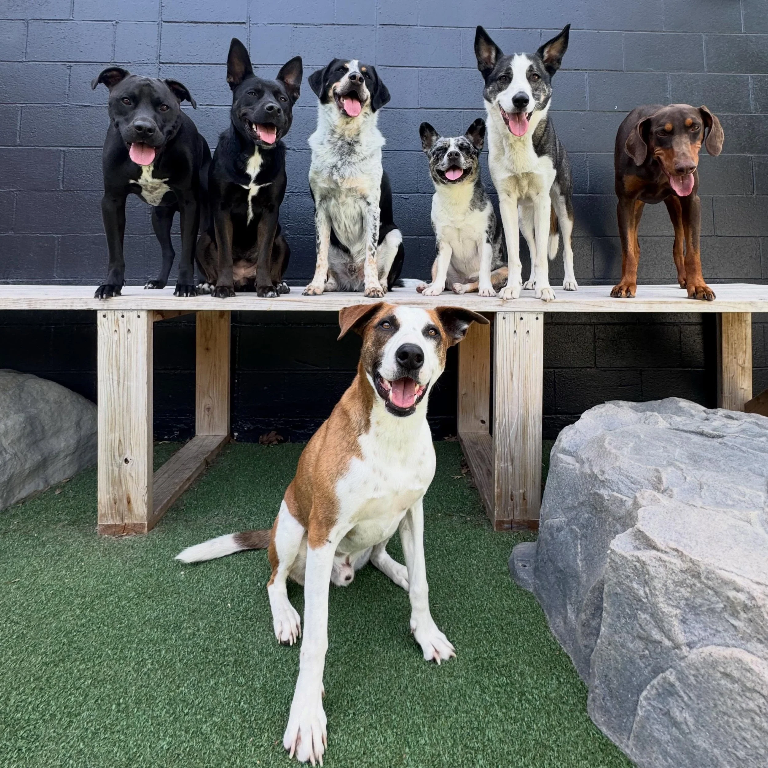 just a bunch of pups who know how to have a good ol&rsquo; time 😎